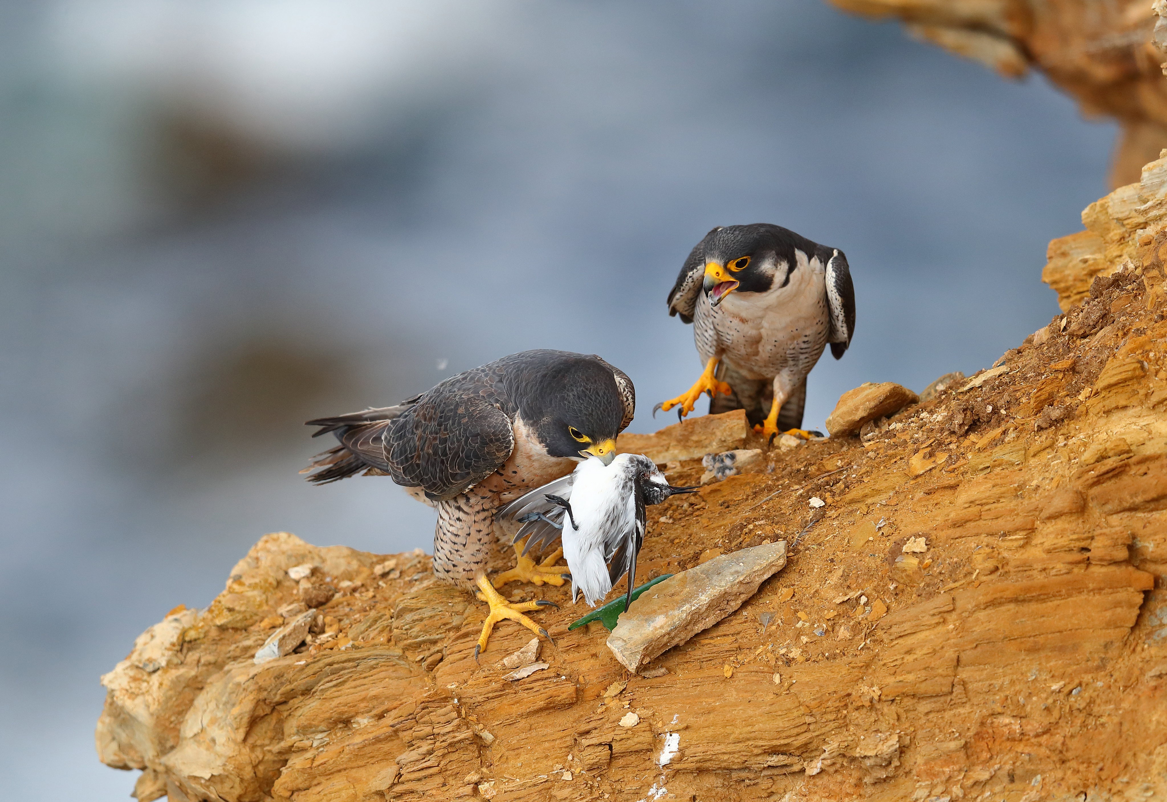 PCデスクトップに動物, 鳥, ファルコン画像を無料でダウンロード