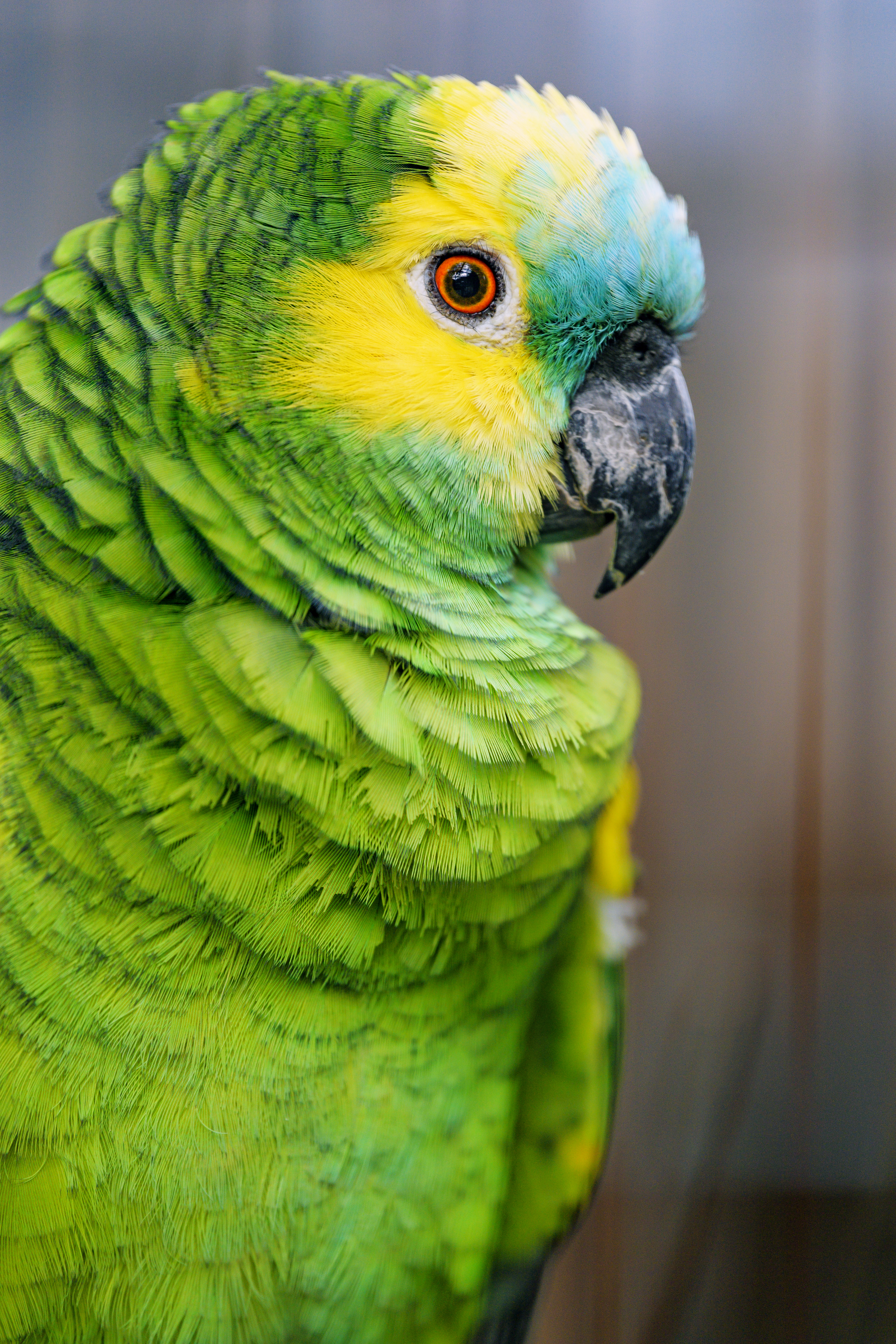 71181 télécharger le fond d'écran oiseau, perroquets, amazonie à tête bleue, animaux, vert, amazone à face bleue - économiseurs d'écran et images gratuitement