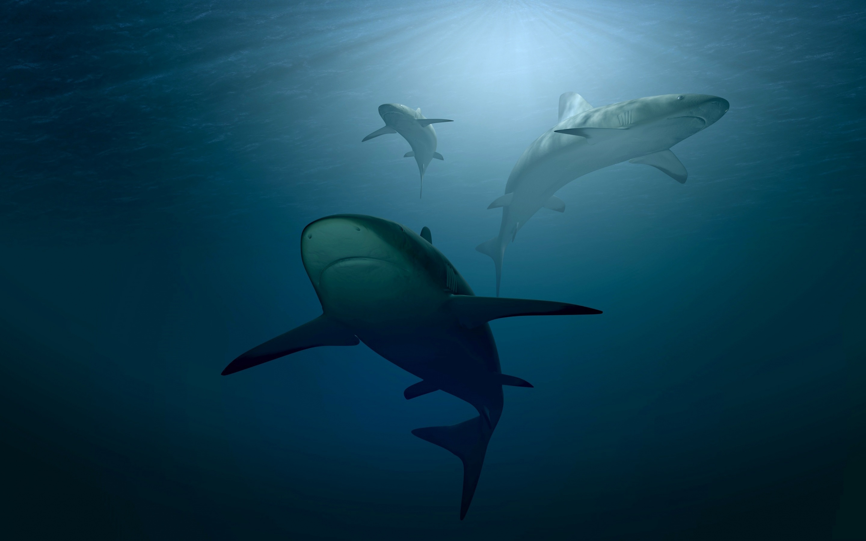 Téléchargez gratuitement l'image Animaux, Poisson, Requin, Sous L'eau, Vie Marine, Les Requins sur le bureau de votre PC