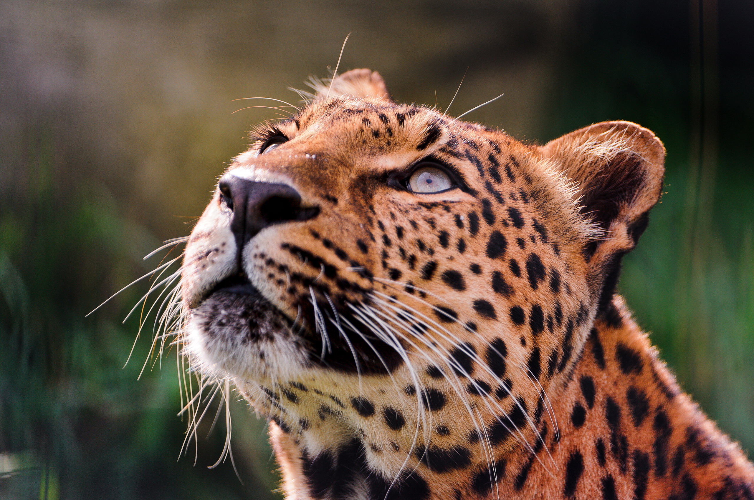 Baixar papel de parede para celular de Animais, Gatos, Leopardo gratuito.