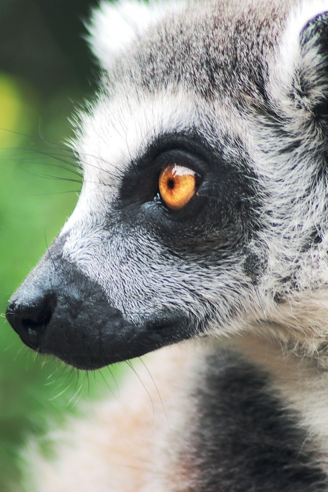 Handy-Wallpaper Tiere, Lemur, Gesicht, Affen kostenlos herunterladen.