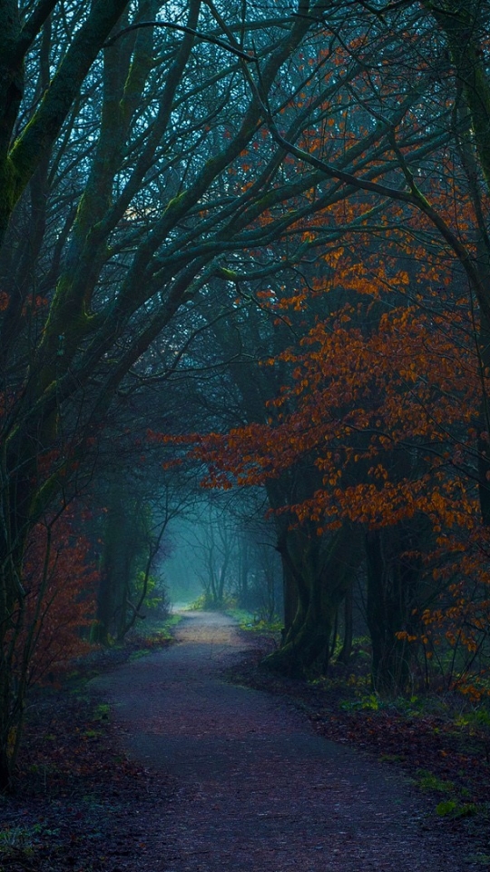 Скачать картинку Осень, Лес, Дерево, Дорожка, Падать, Туннель, Сделано Человеком в телефон бесплатно.