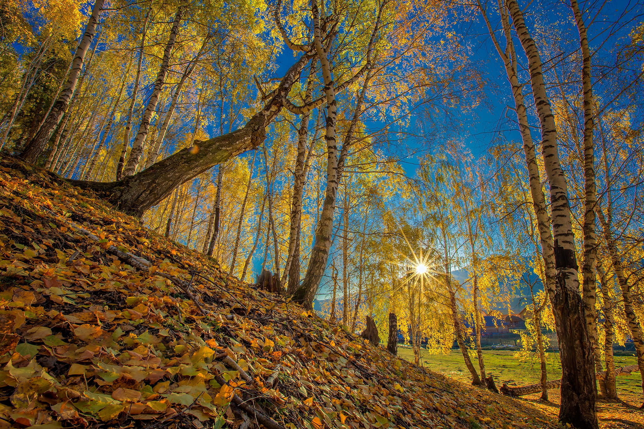 Laden Sie das Herbst, Baum, Blatt, Sonnenstrahl, Erde/natur-Bild kostenlos auf Ihren PC-Desktop herunter