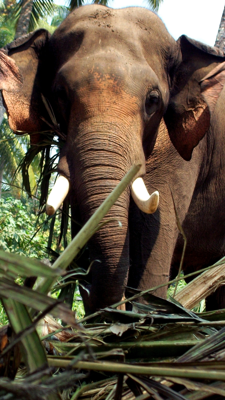 Скачати мобільні шпалери Слони, Тварина, Азіатський Слон безкоштовно.