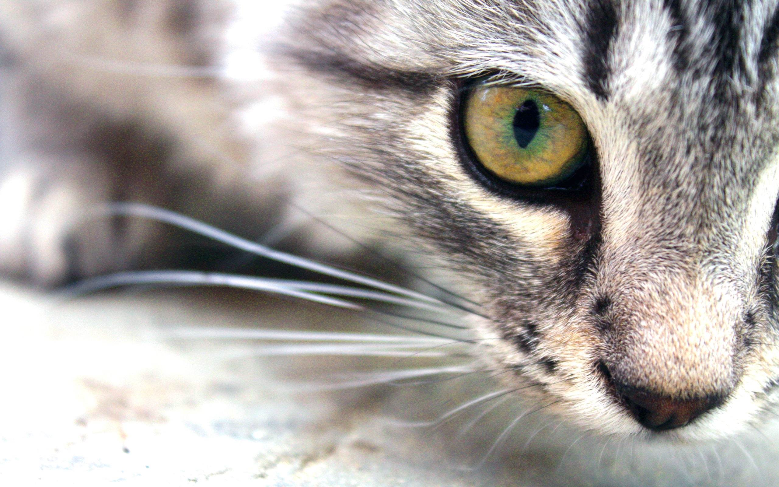 Descarga gratuita de fondo de pantalla para móvil de Animales, Gatos.