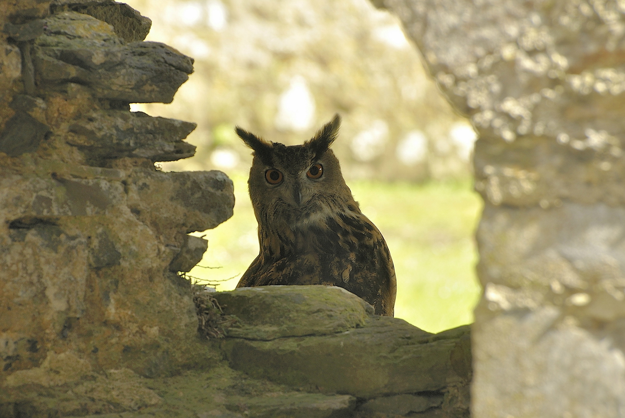 Laden Sie das Tiere, Vögel, Eule-Bild kostenlos auf Ihren PC-Desktop herunter