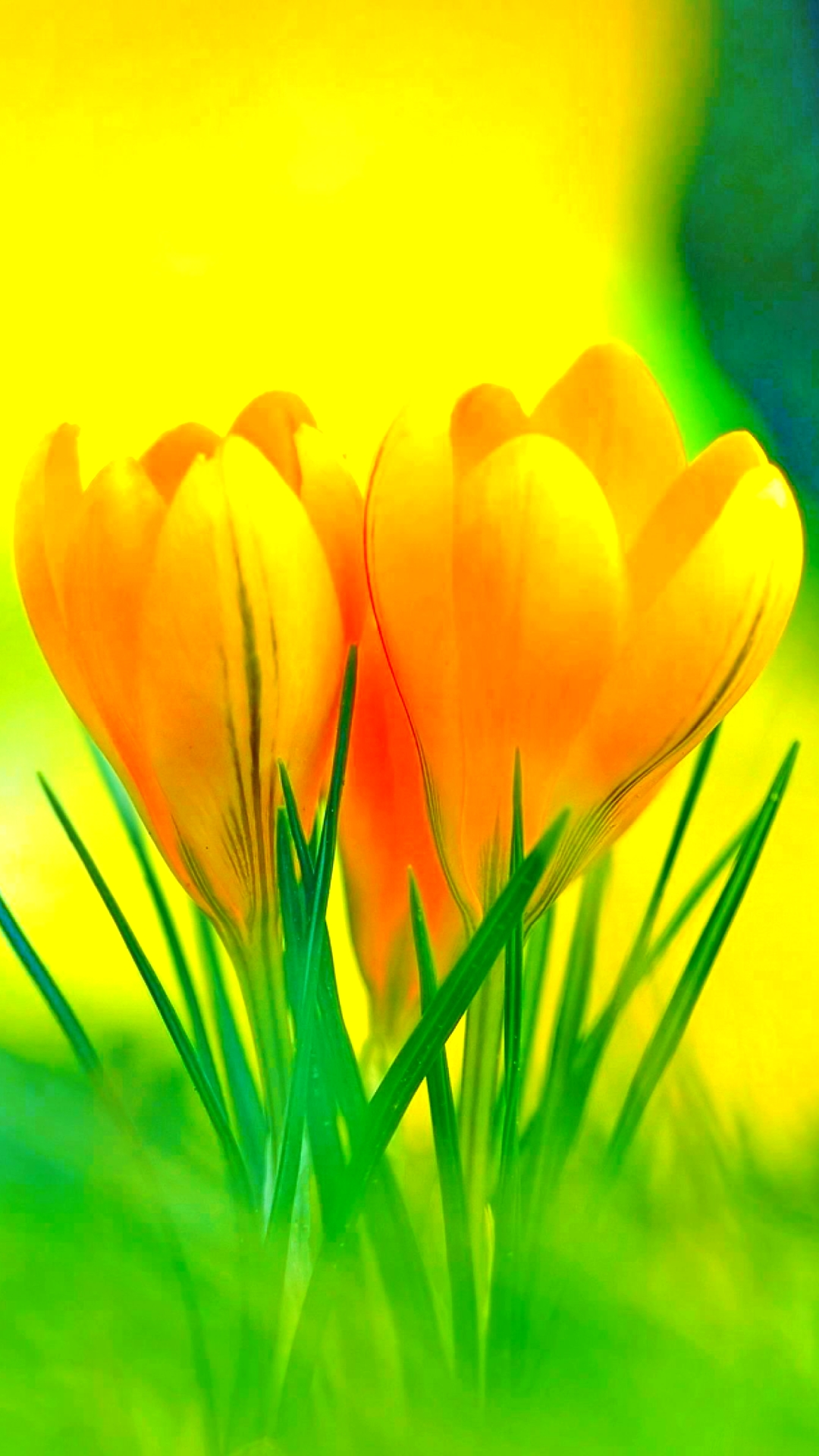 Скачати мобільні шпалери Квітка, Земля, Весна, Крокус, Жовта Квітка, Флауерзи безкоштовно.