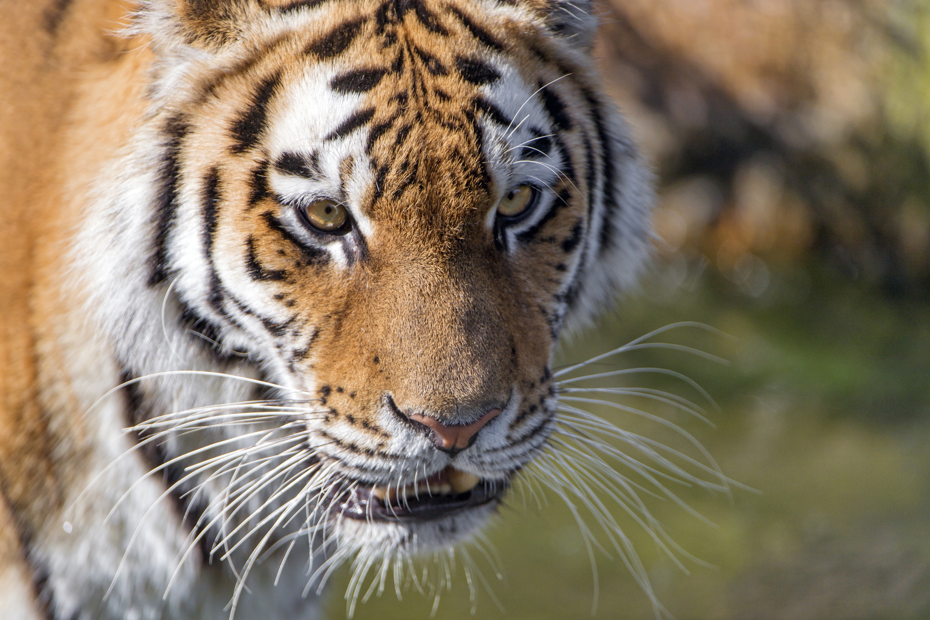 Descarga gratuita de fondo de pantalla para móvil de Animales, Gatos, Tigre.