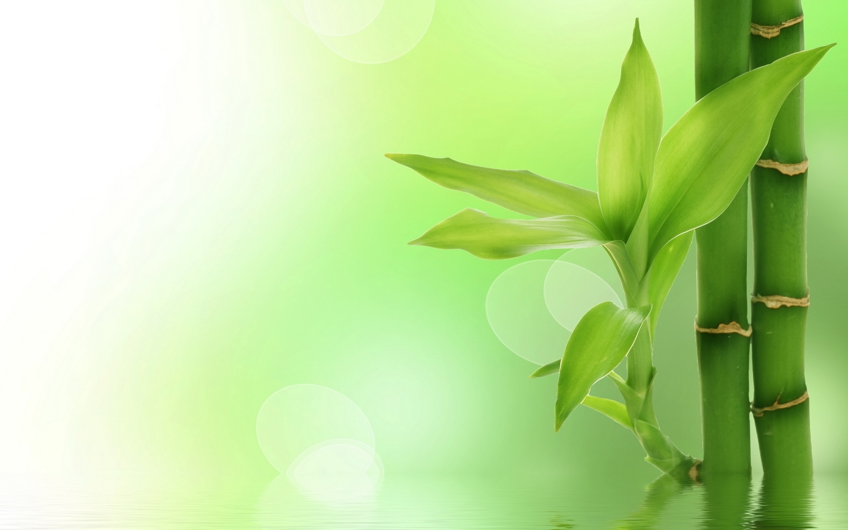 Free download wallpaper Background, Leaves, Plants on your PC desktop