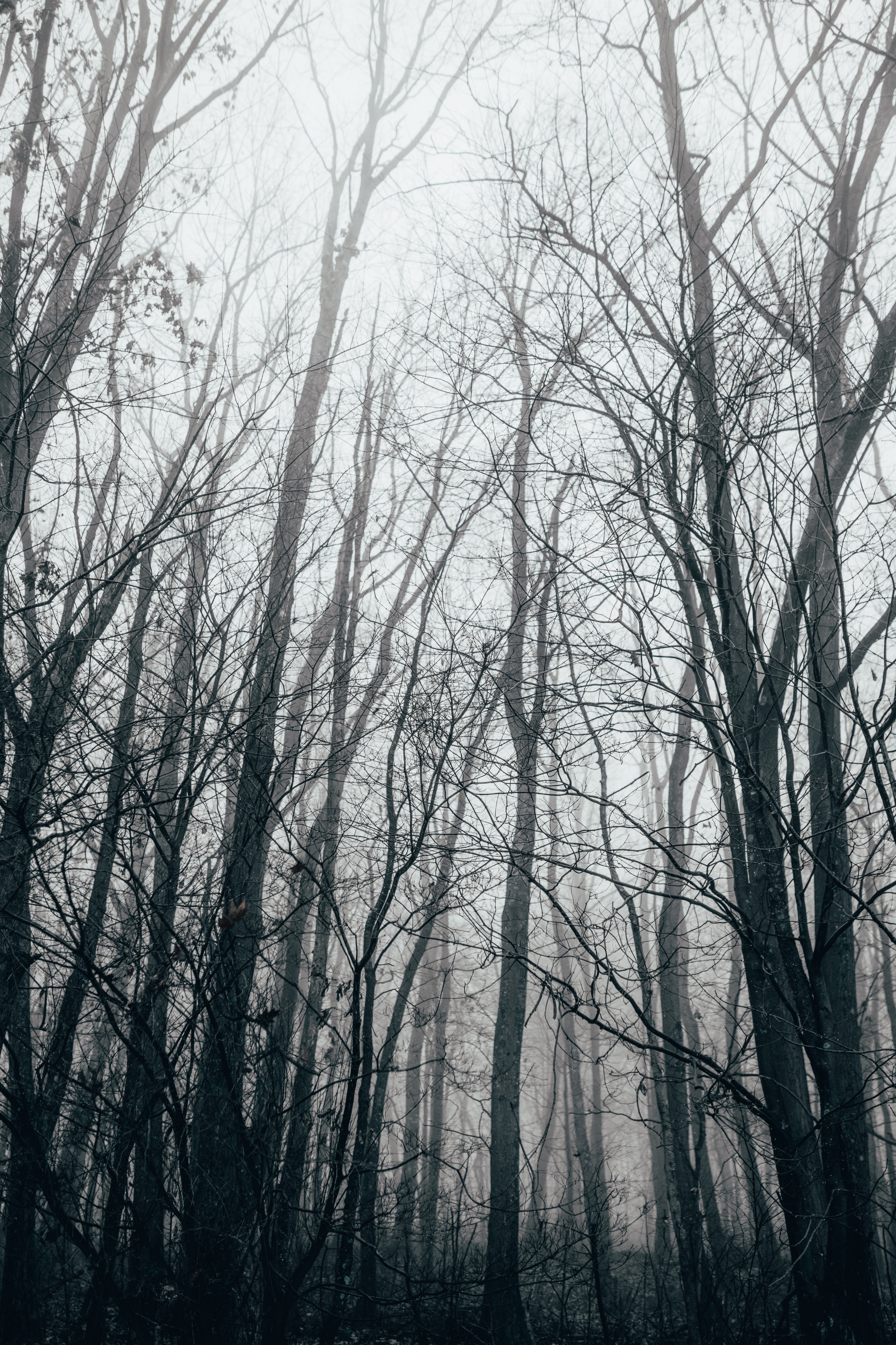 Скачать картинку Туман, Деревья, Лес, Природа, Осень в телефон бесплатно.
