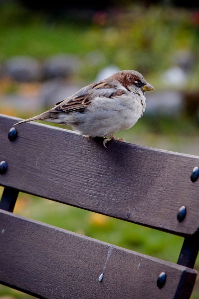 Download mobile wallpaper Birds, Bird, Sparrow, Animal, Bench for free.