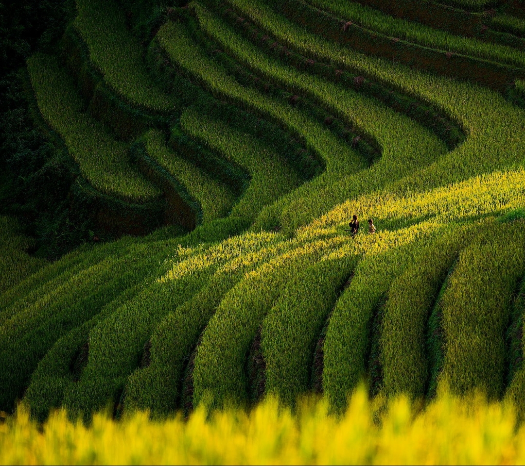 Download mobile wallpaper Man Made, Rice Terrace for free.