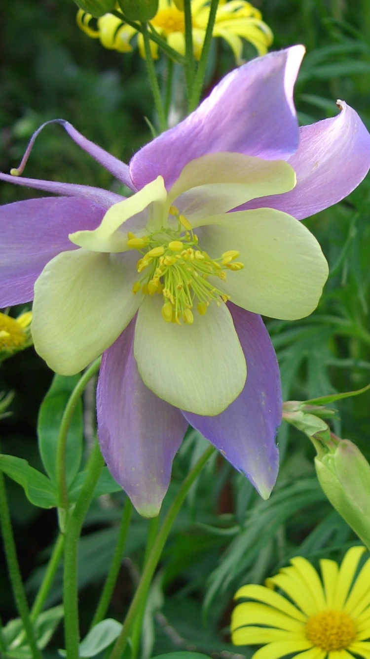 Descarga gratuita de fondo de pantalla para móvil de Flores, Flor, Tierra/naturaleza.