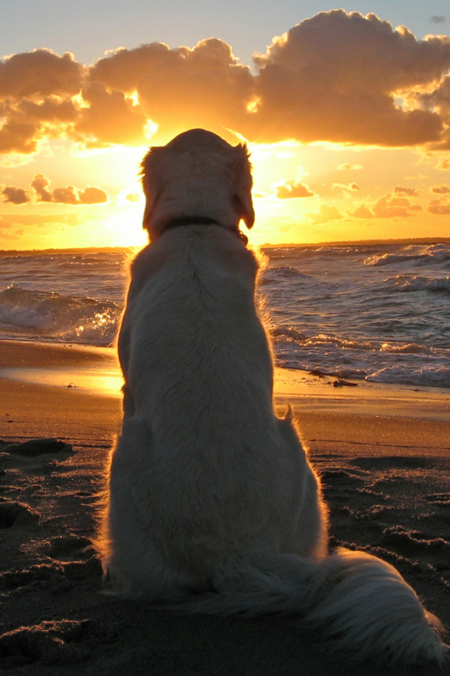Handy-Wallpaper Tiere, Hunde, Strand, Hund, Golden Retriever, Sonnenuntergang kostenlos herunterladen.
