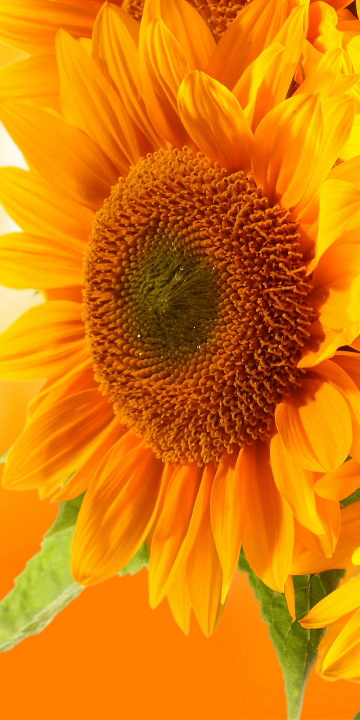 Descarga gratuita de fondo de pantalla para móvil de Flores, Flor, Girasol, Tierra/naturaleza.