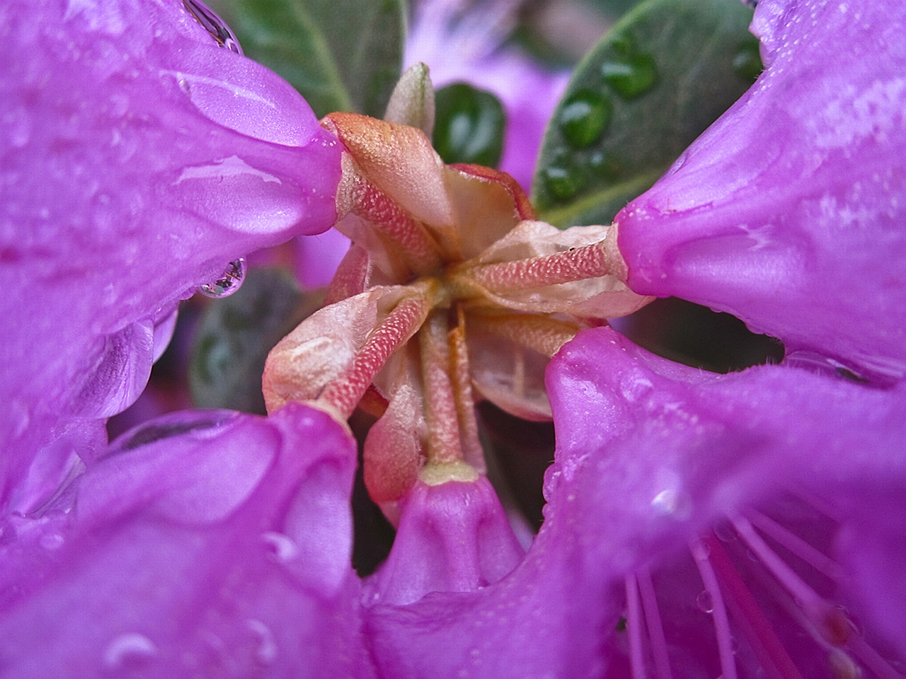 Téléchargez gratuitement l'image Fleur, Terre/nature sur le bureau de votre PC