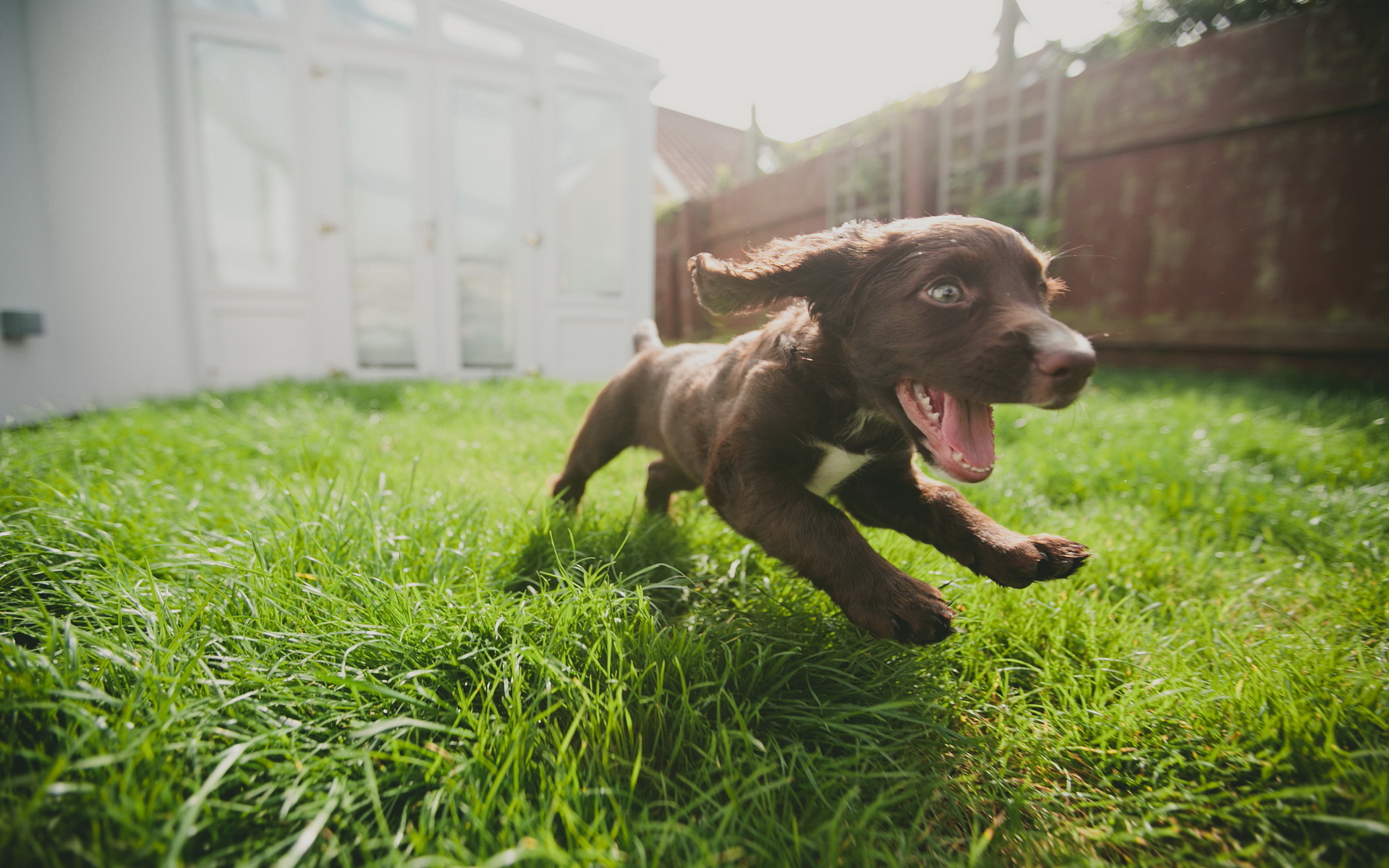 Descarga gratis la imagen Animales, Perros, Perro, Cachorro en el escritorio de tu PC