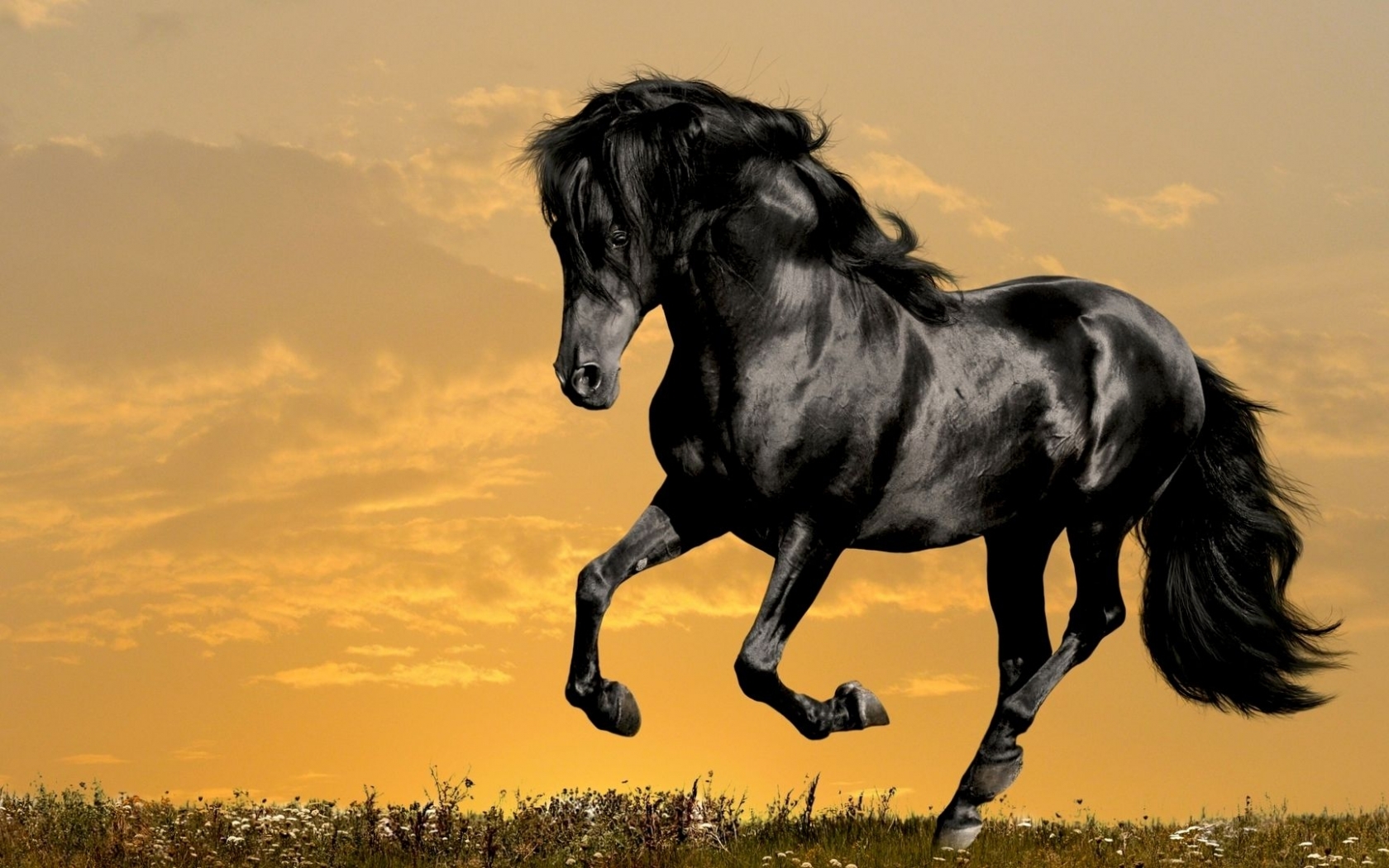 43868 descargar imagen caballos, animales: fondos de pantalla y protectores de pantalla gratis