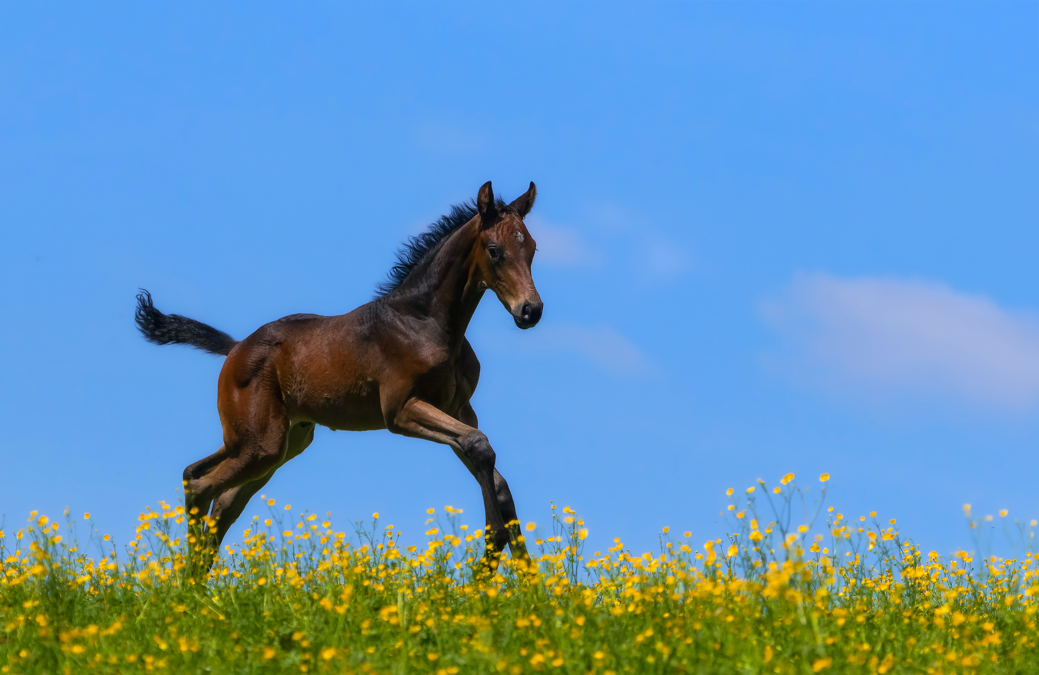 animal, horse, baby animal, foal Desktop Wallpaper