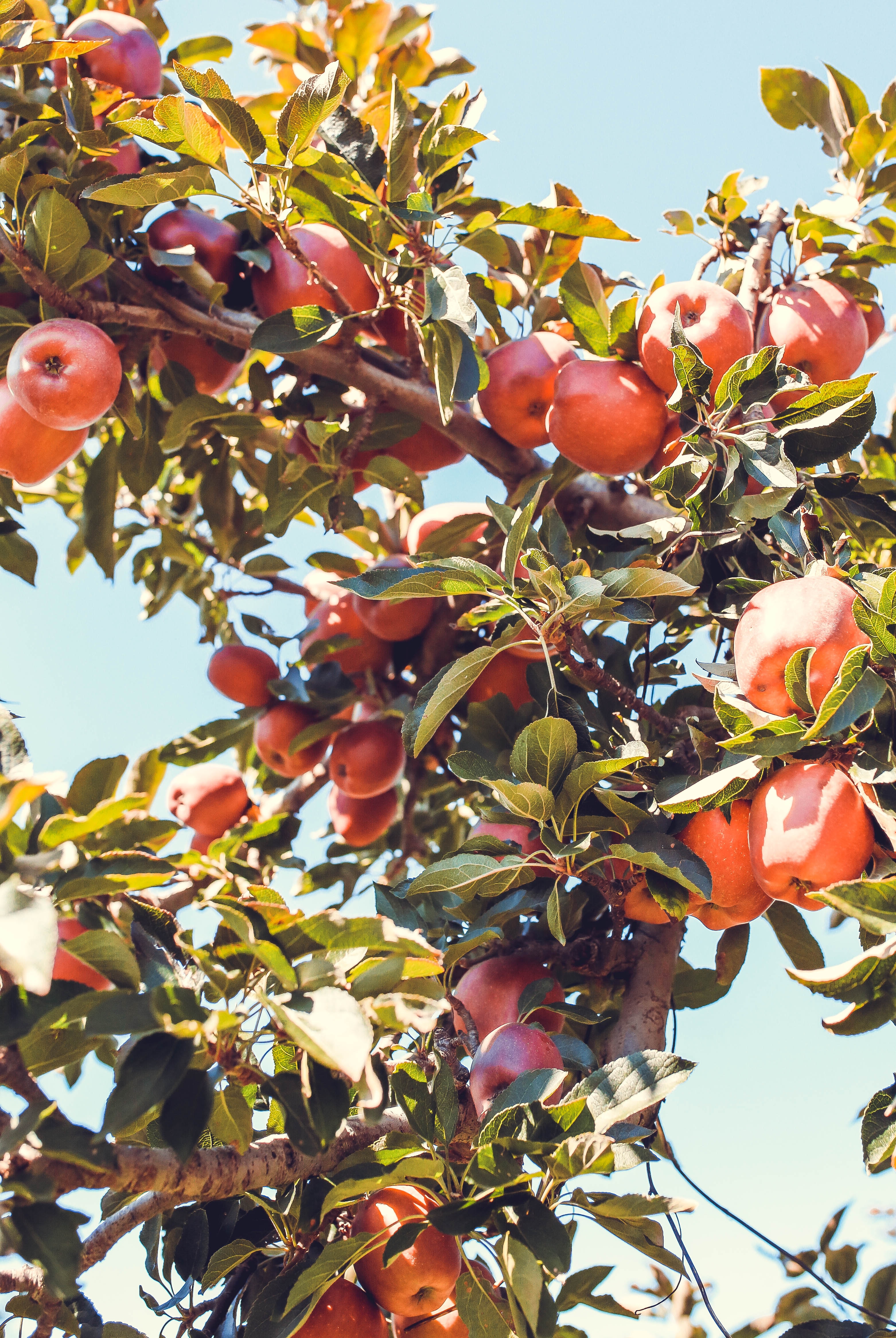 Téléchargez gratuitement l'image Arbre, Branche, Fruité, Bois, Fruit, Nourriture, Pommes sur le bureau de votre PC