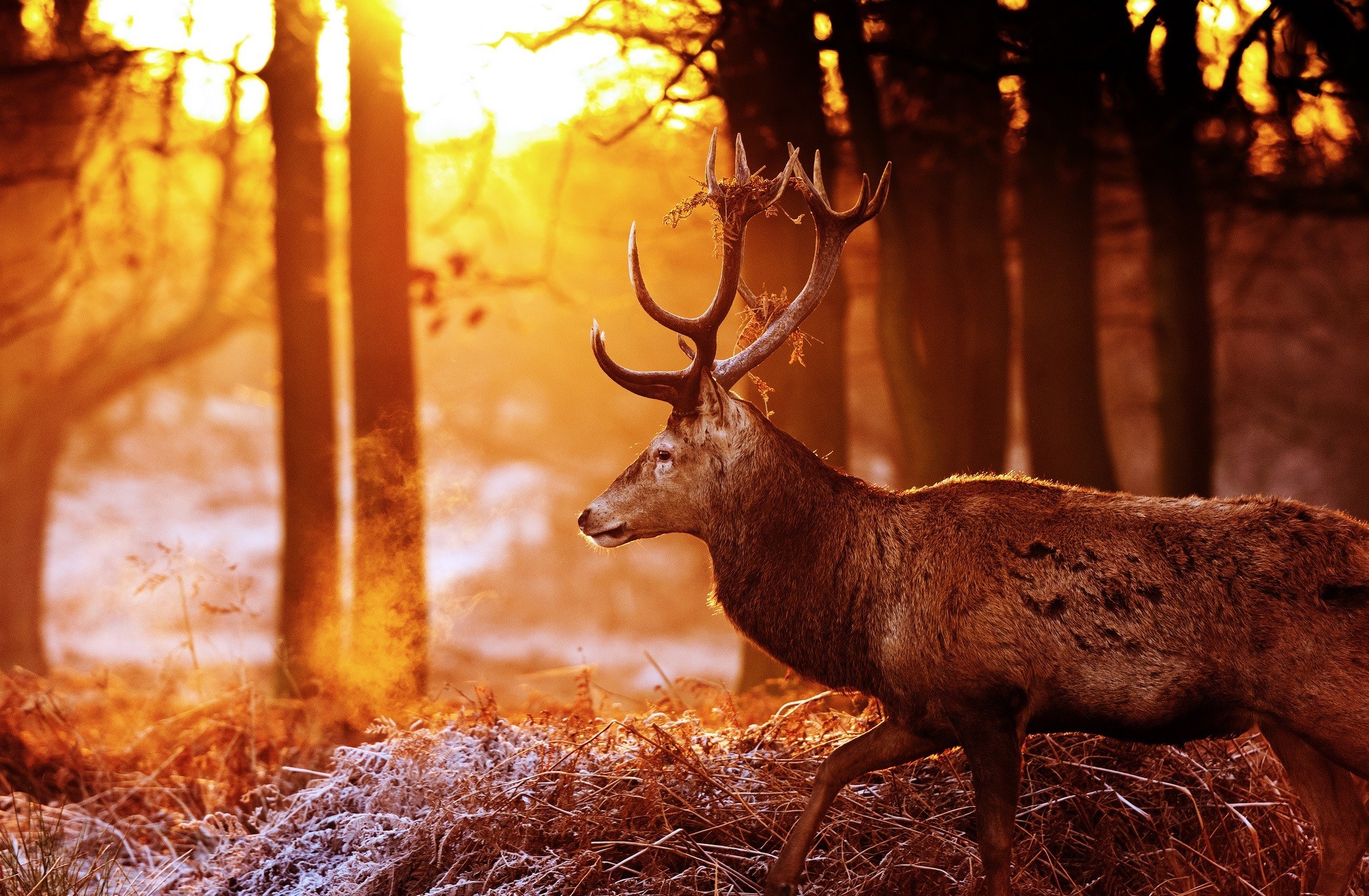Download mobile wallpaper Sunrise, Morning, Animal, Frost, Deer for free.