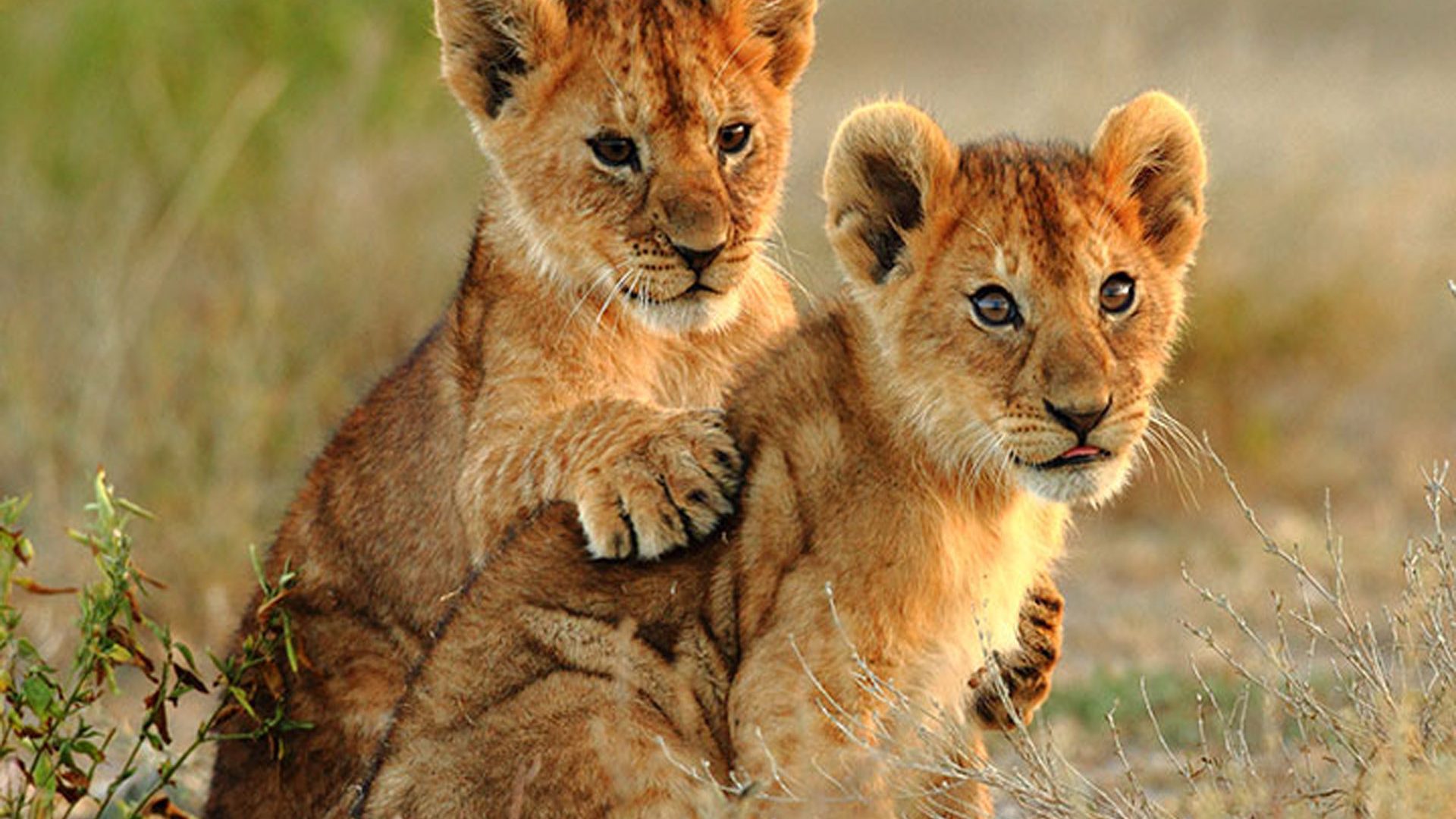 Free download wallpaper Cats, Lion, Animal, Cub on your PC desktop