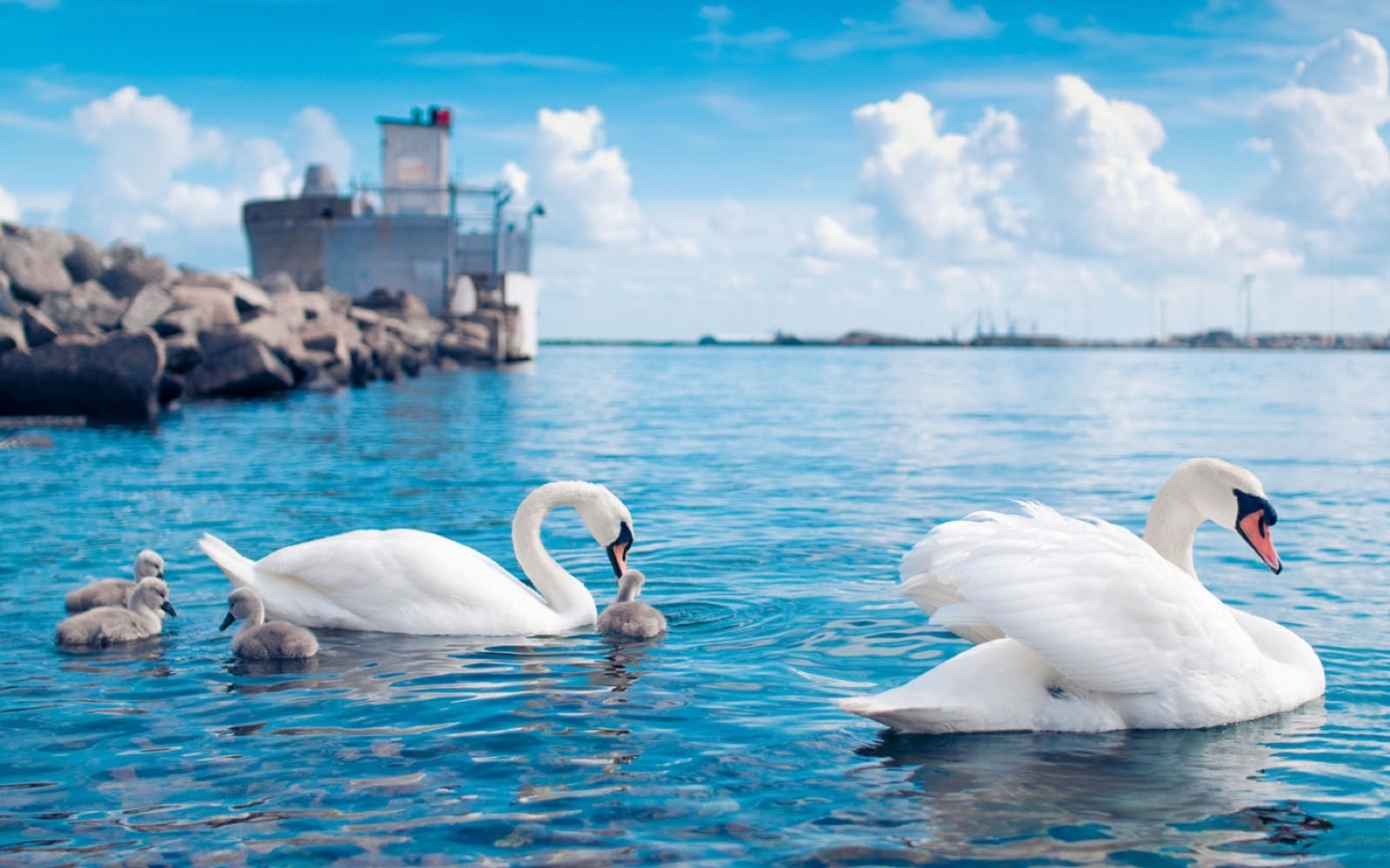 Free download wallpaper Animals, Swans, Birds on your PC desktop