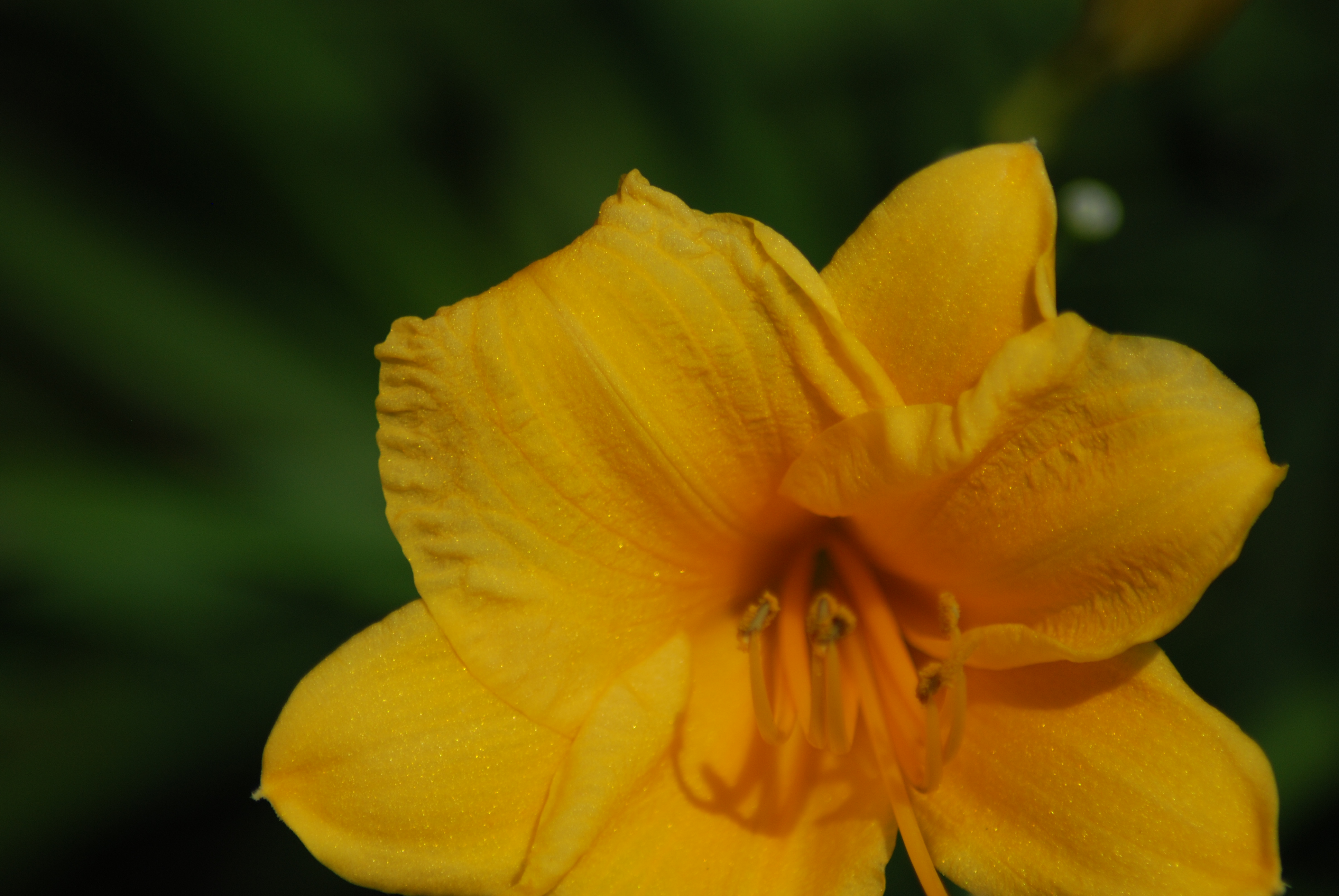 521058 descargar imagen tierra/naturaleza, lirio, flor, flor amarilla, flores: fondos de pantalla y protectores de pantalla gratis
