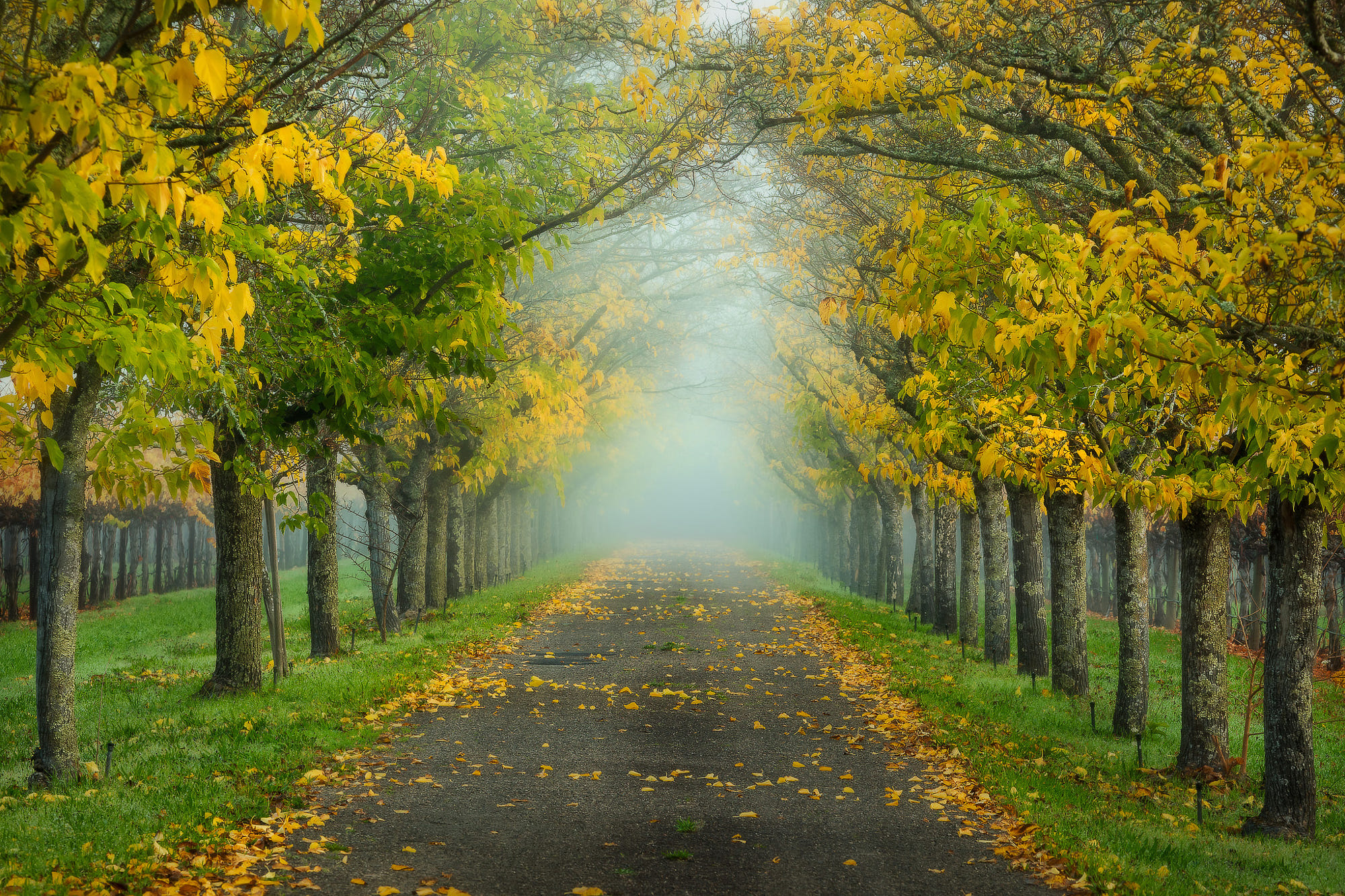 Free download wallpaper Road, Fog, Fall, Man Made on your PC desktop