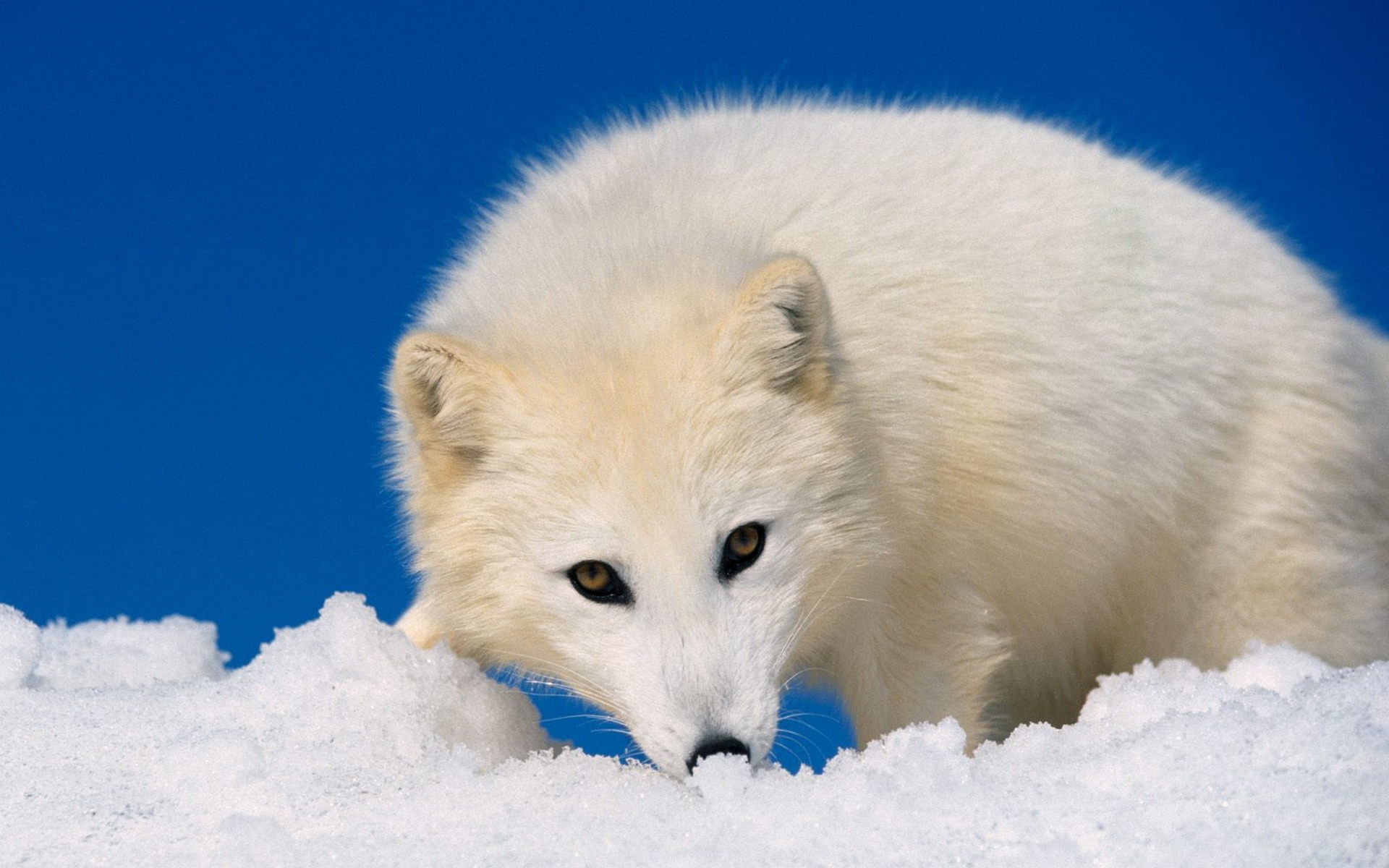 283816 descargar fondo de pantalla animales, zorro polar, perros: protectores de pantalla e imágenes gratis