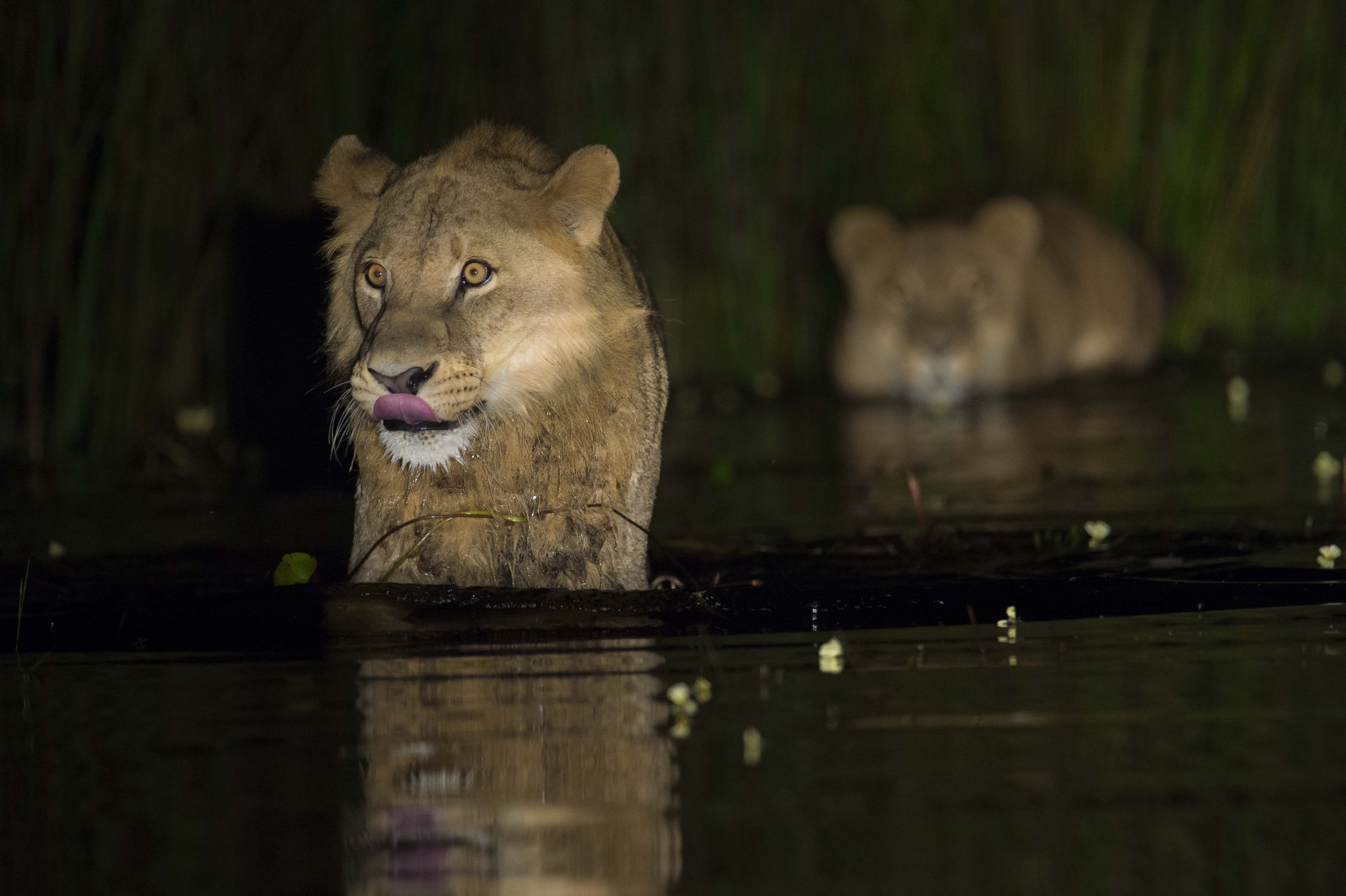 Téléchargez gratuitement l'image Animaux, Chats, Lion sur le bureau de votre PC