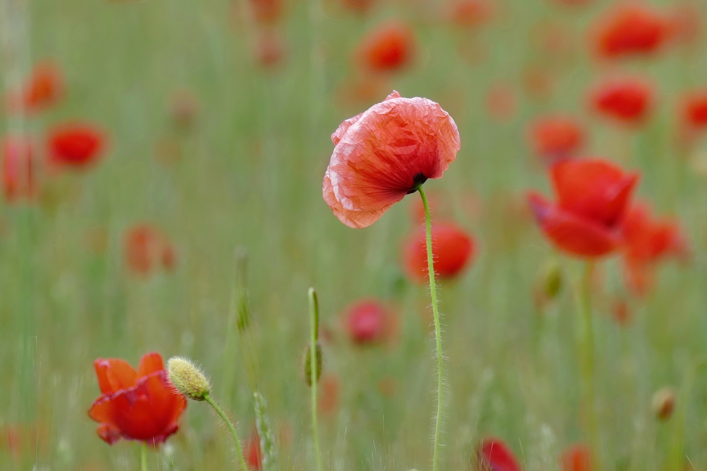 Téléchargez gratuitement l'image Fleurs, Été, Fleur, Coquelicot, Fleur Rouge, La Nature, Terre/nature sur le bureau de votre PC