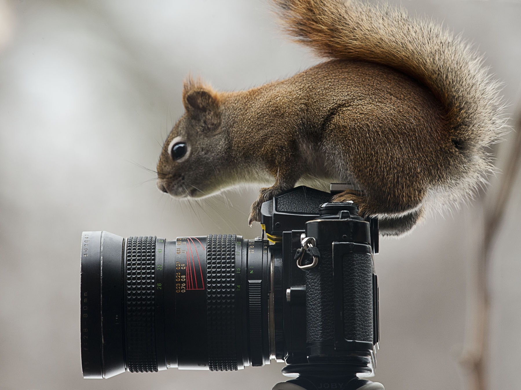 122718 Bild herunterladen tiere, eichhörnchen, sitzen, kamera, neugierde, neugier - Hintergrundbilder und Bildschirmschoner kostenlos