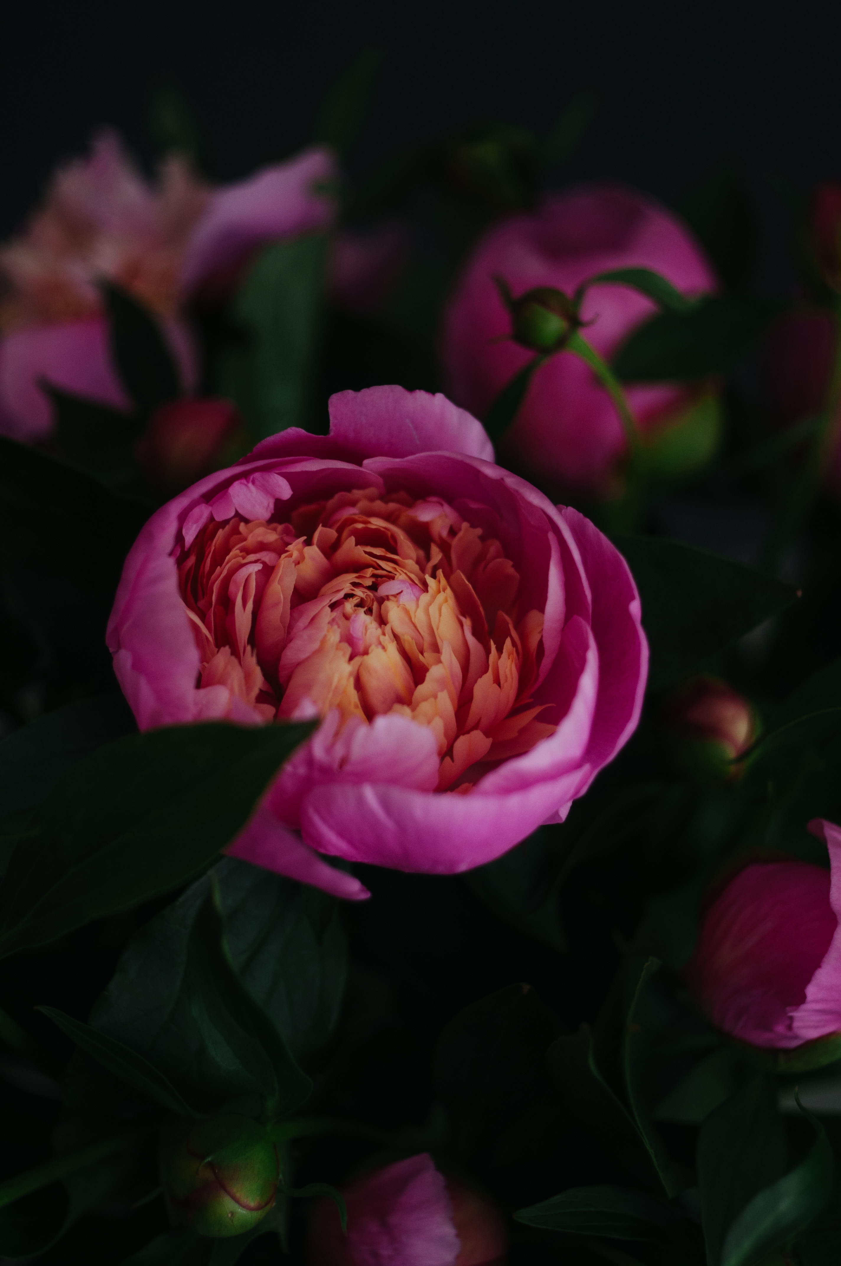 121852 descargar fondo de pantalla flores, rosa, flor, de cerca, primer plano, florecer, floración, rosado, pion, peonía: protectores de pantalla e imágenes gratis