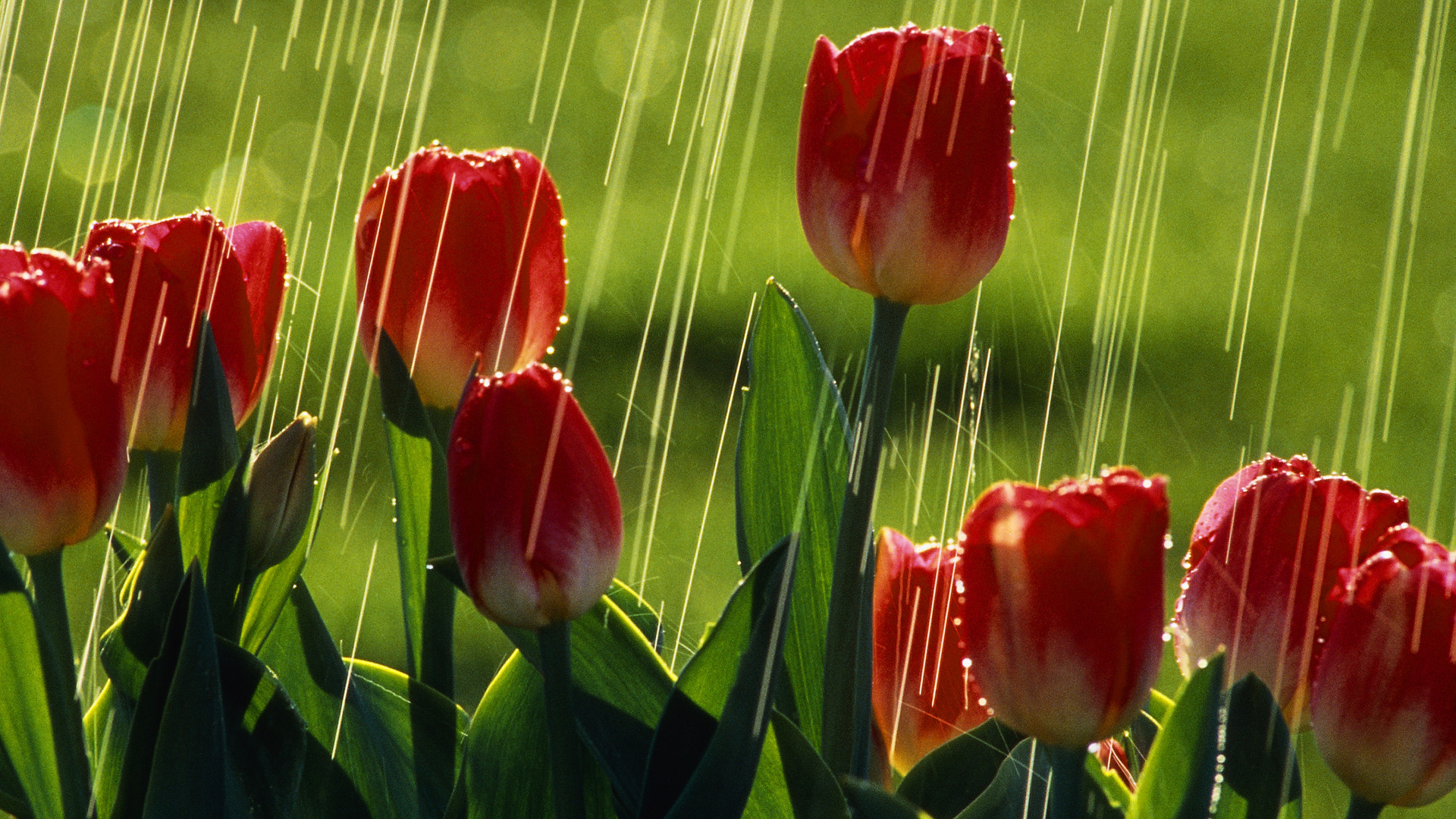 Free download wallpaper Flowers, Flower, Earth, Tulip on your PC desktop