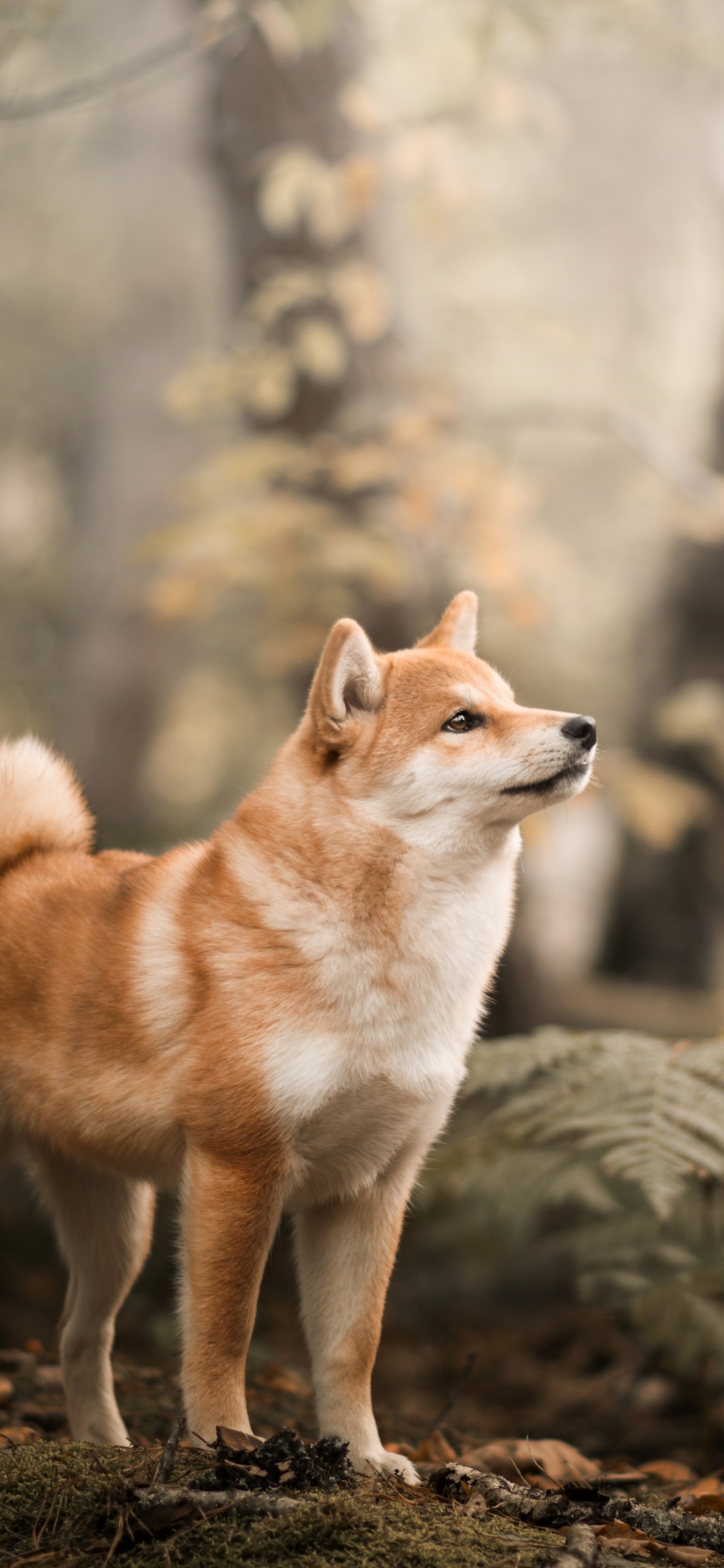 Download mobile wallpaper Dogs, Dog, Animal, Shiba Inu, Depth Of Field for free.