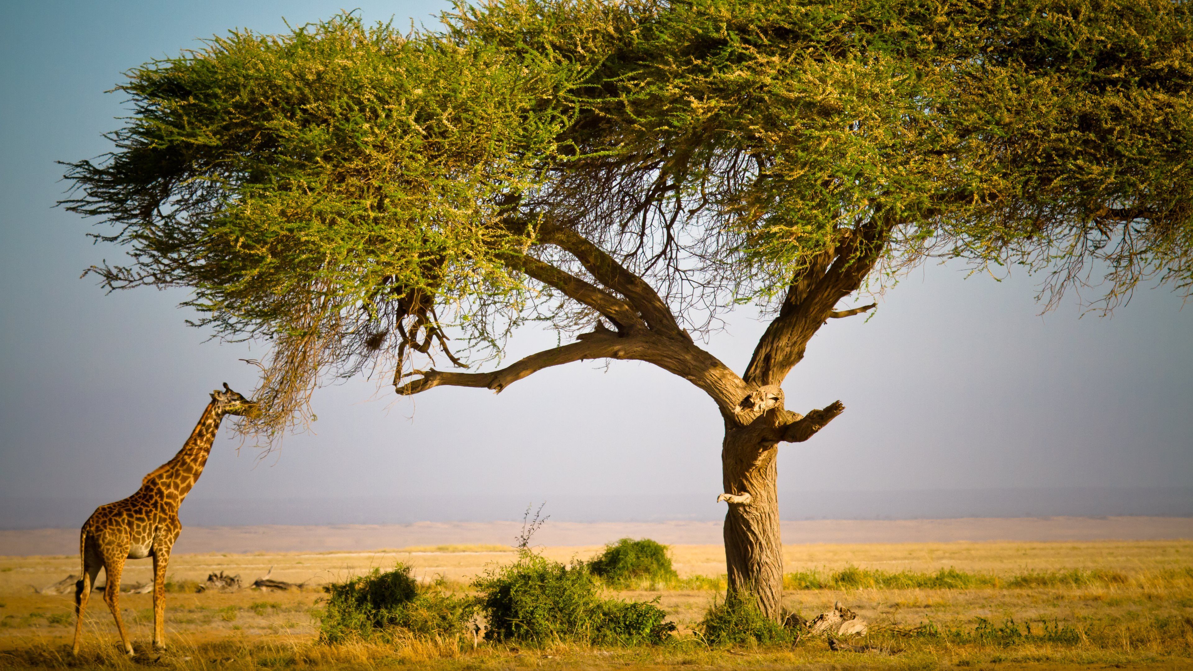Скачати мобільні шпалери Дерево, Тварина, Жираф, Африка безкоштовно.