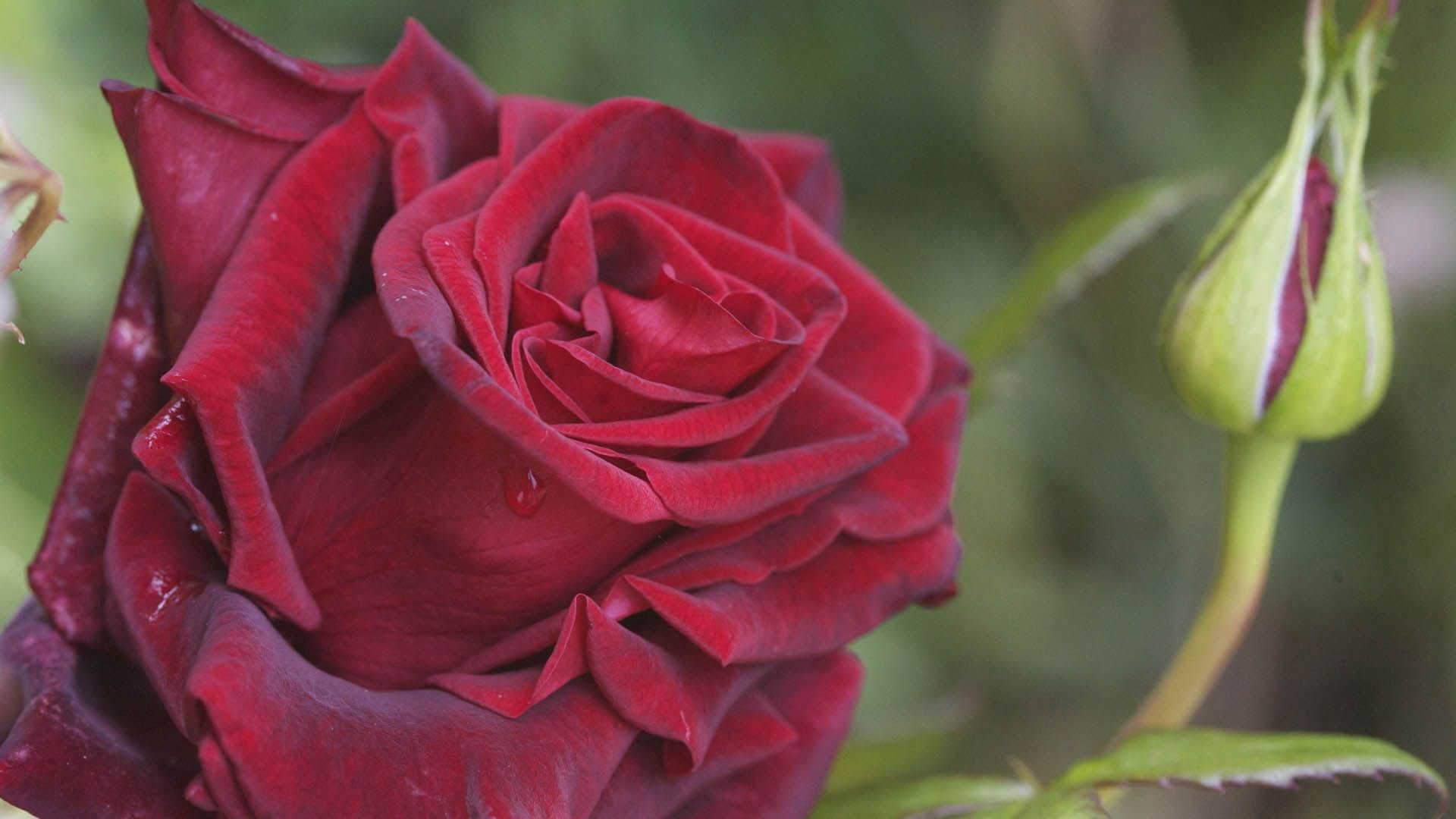 Téléchargez des papiers peints mobile Planter, Plante, Une Rose, Macro, Pétales, Rose gratuitement.