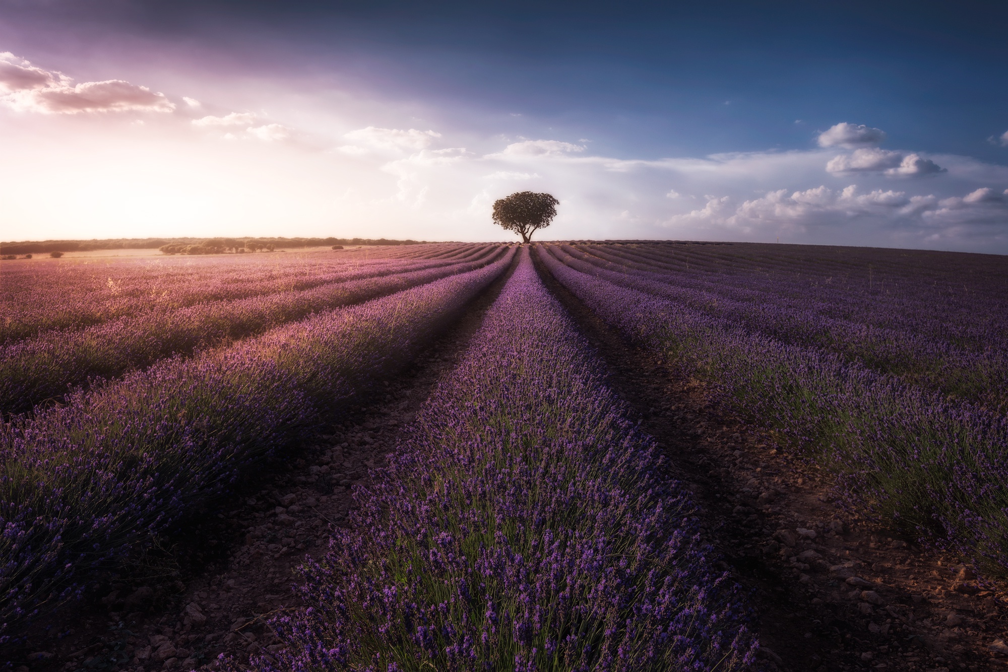Download mobile wallpaper Nature, Flowers, Sky, Tree, Earth, Field, Lavender, Purple Flower for free.