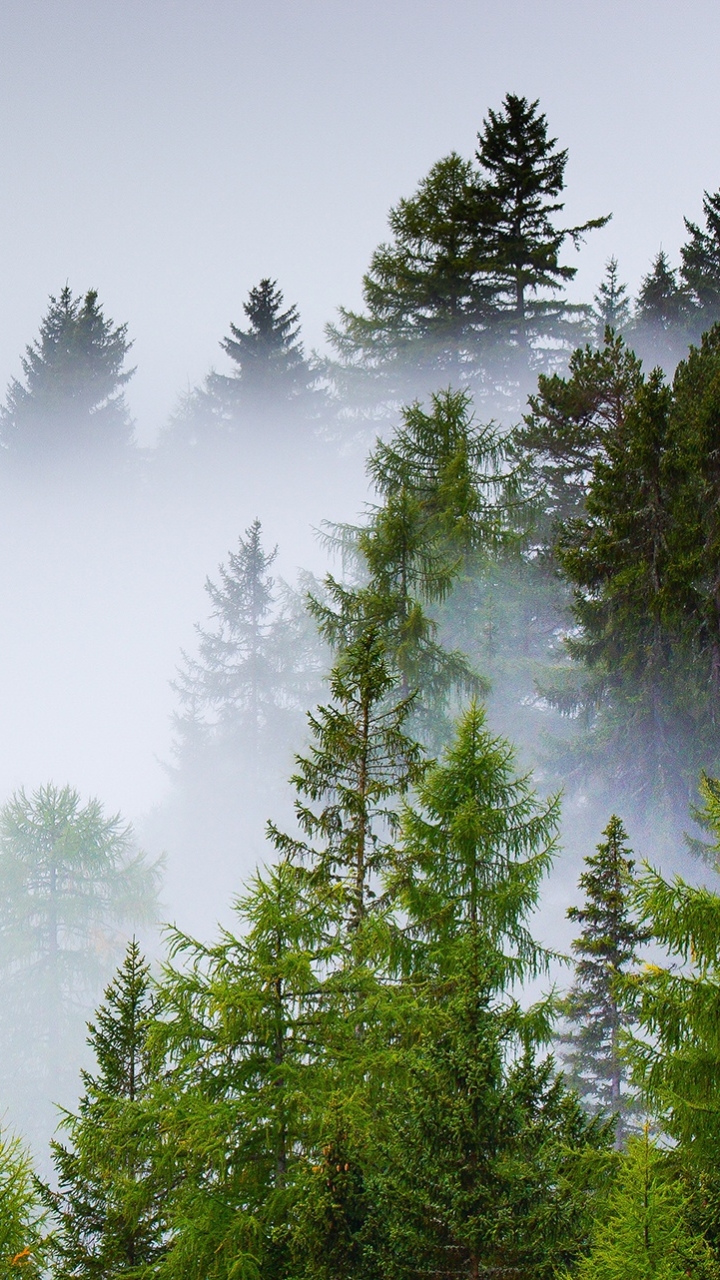 Download mobile wallpaper Nature, Tree, Fog, Earth for free.