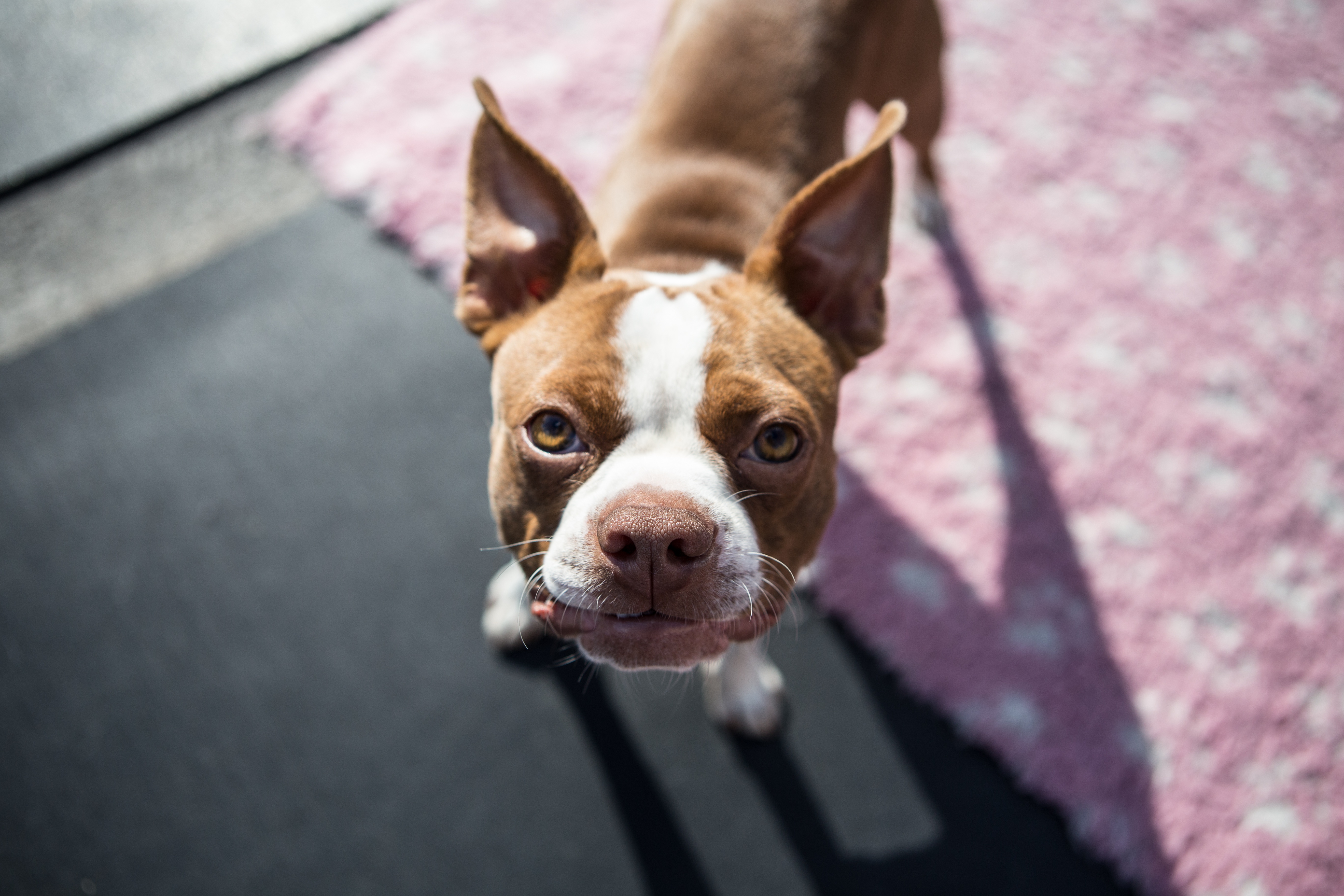 394908 descargar imagen animales, boston terrier, perro, bozal, perros: fondos de pantalla y protectores de pantalla gratis