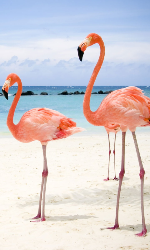 Baixar papel de parede para celular de Animais, Aves, Praia, Flamingo, Pássaro gratuito.