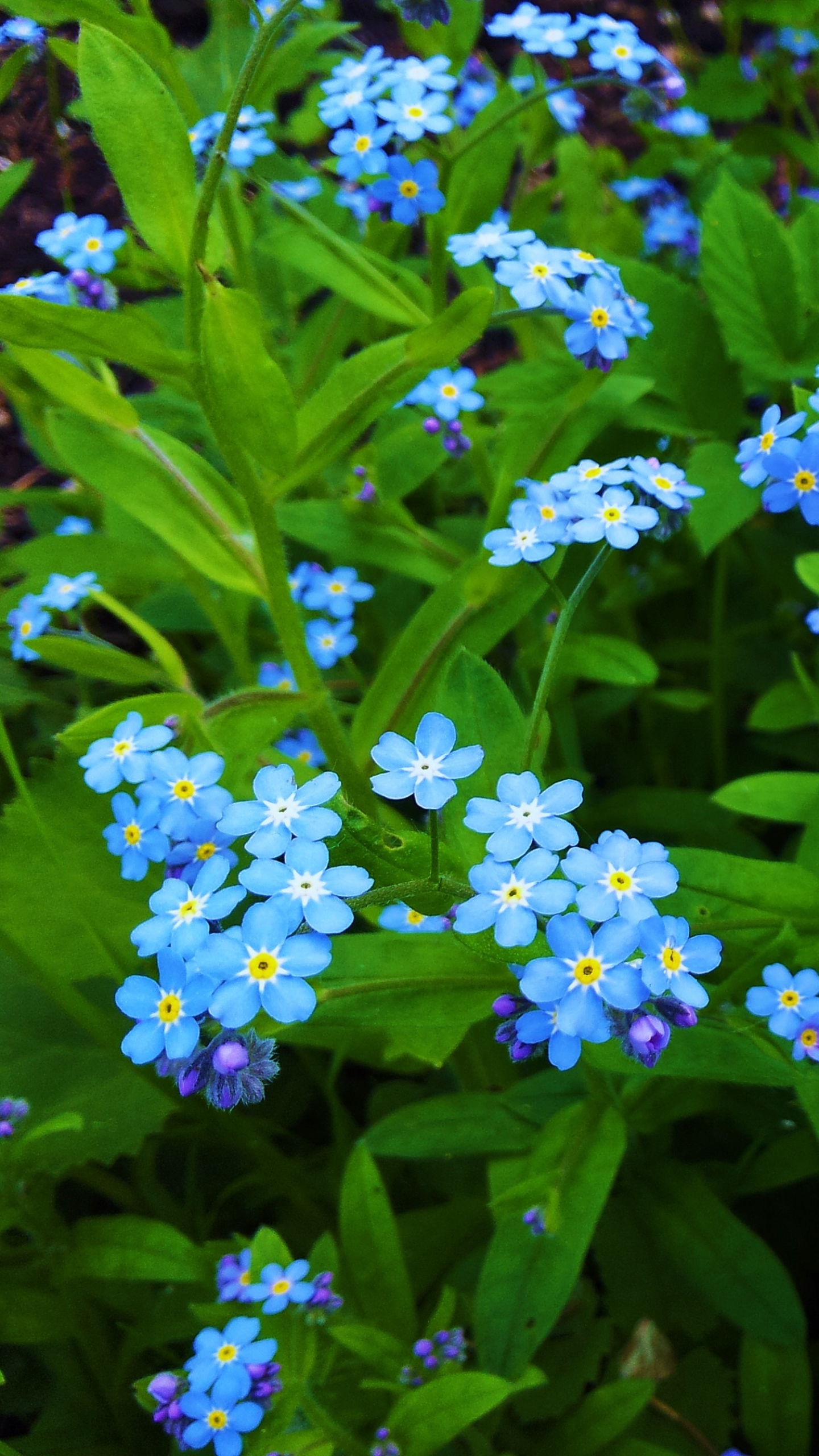 Download mobile wallpaper Flowers, Flower, Leaf, Earth, Forget Me Not, Blue Flower for free.