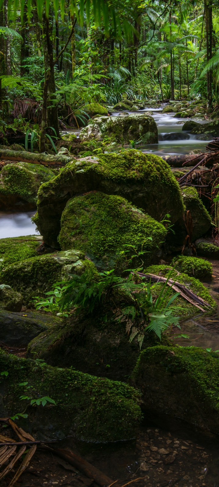 Download mobile wallpaper Nature, Forest, Earth, Moss, Stream, Jungle, Greenery for free.