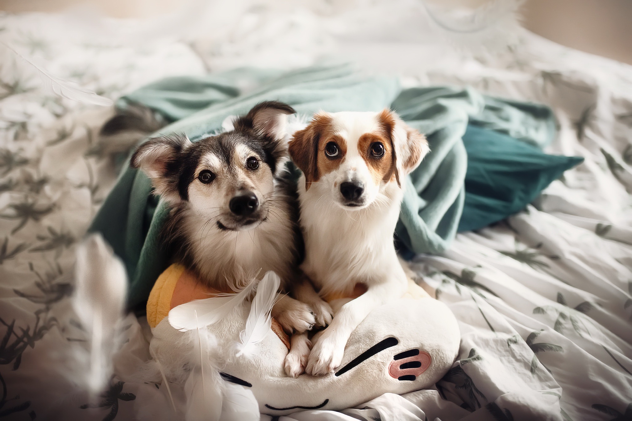 Téléchargez gratuitement l'image Animaux, Chiens, Chien sur le bureau de votre PC