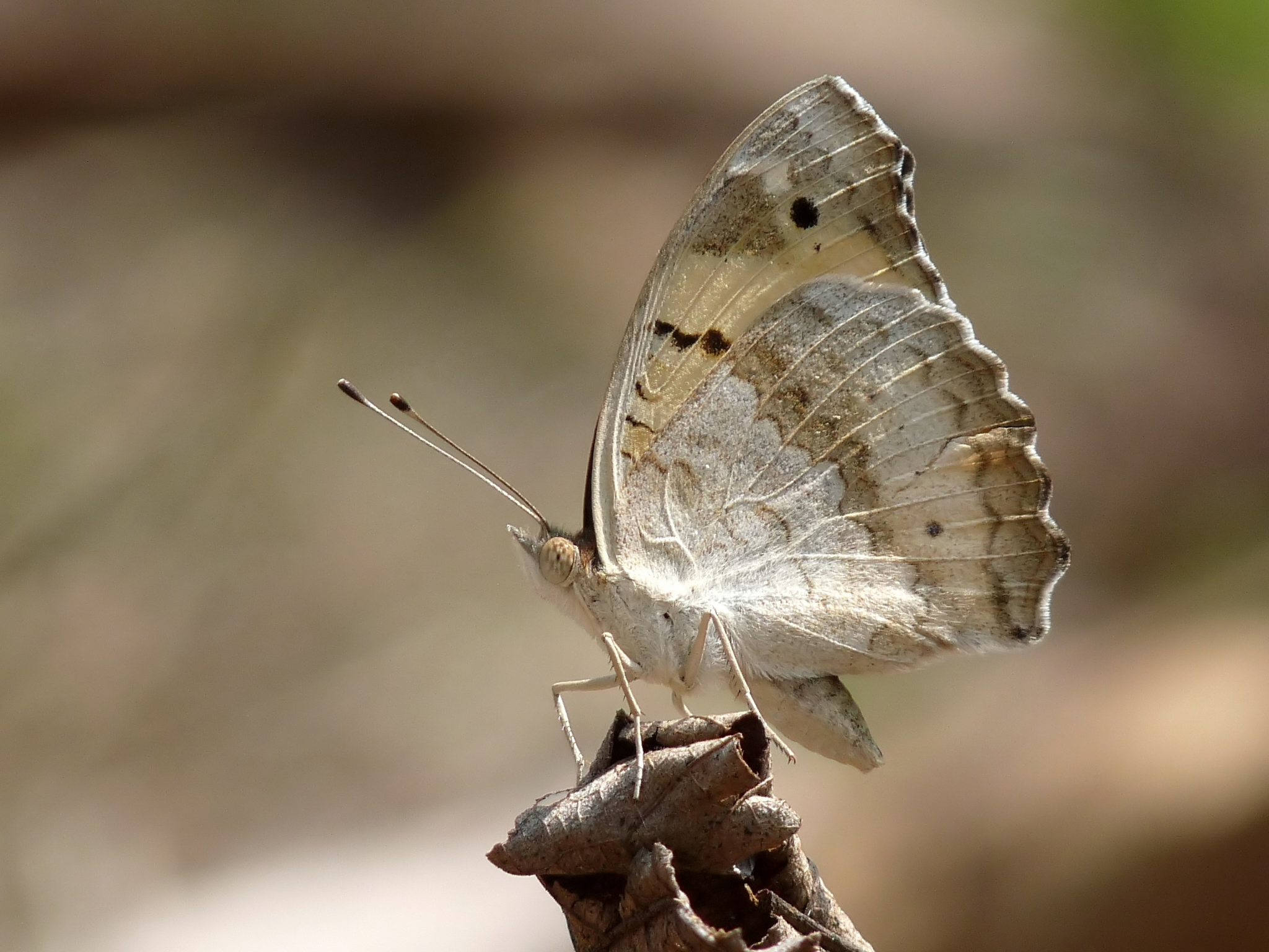 Téléchargez des papiers peints mobile Animaux, Papillon, Pensée Jaune gratuitement.