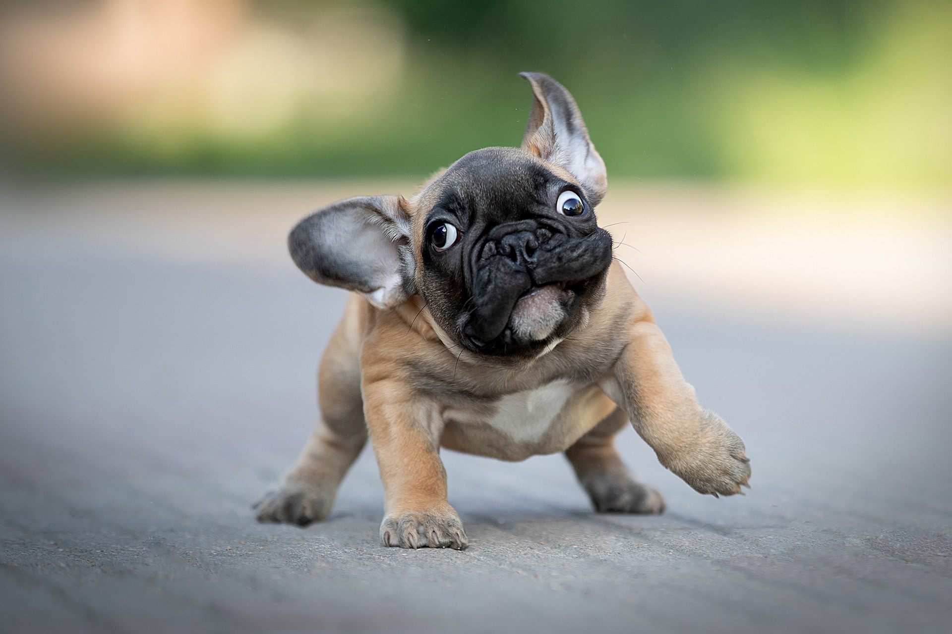 Free download wallpaper Dogs, Dog, Animal, Puppy, Bulldog, Baby Animal on your PC desktop