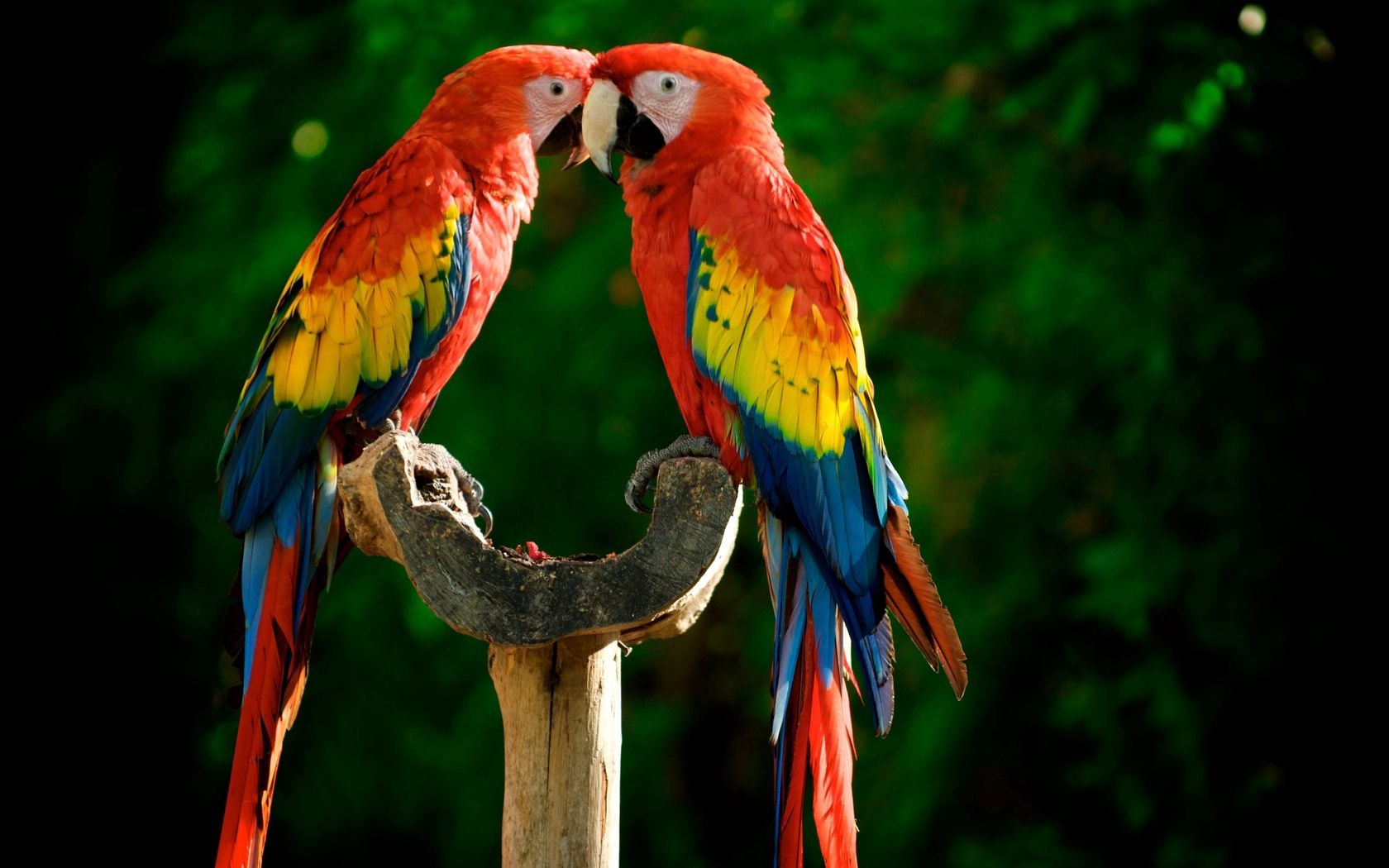 Download mobile wallpaper Colourful, Animals, Feather, Pair, Couple, Parrots, Colorful for free.