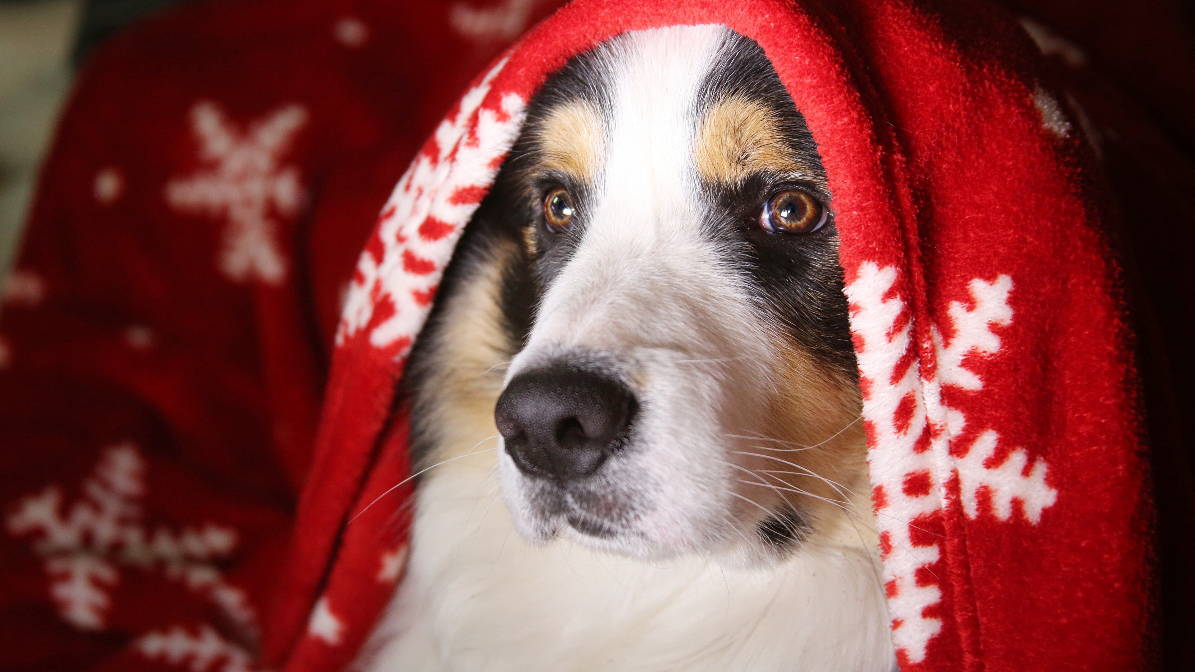 Baixe gratuitamente a imagem Animais, Cães, Cão na área de trabalho do seu PC