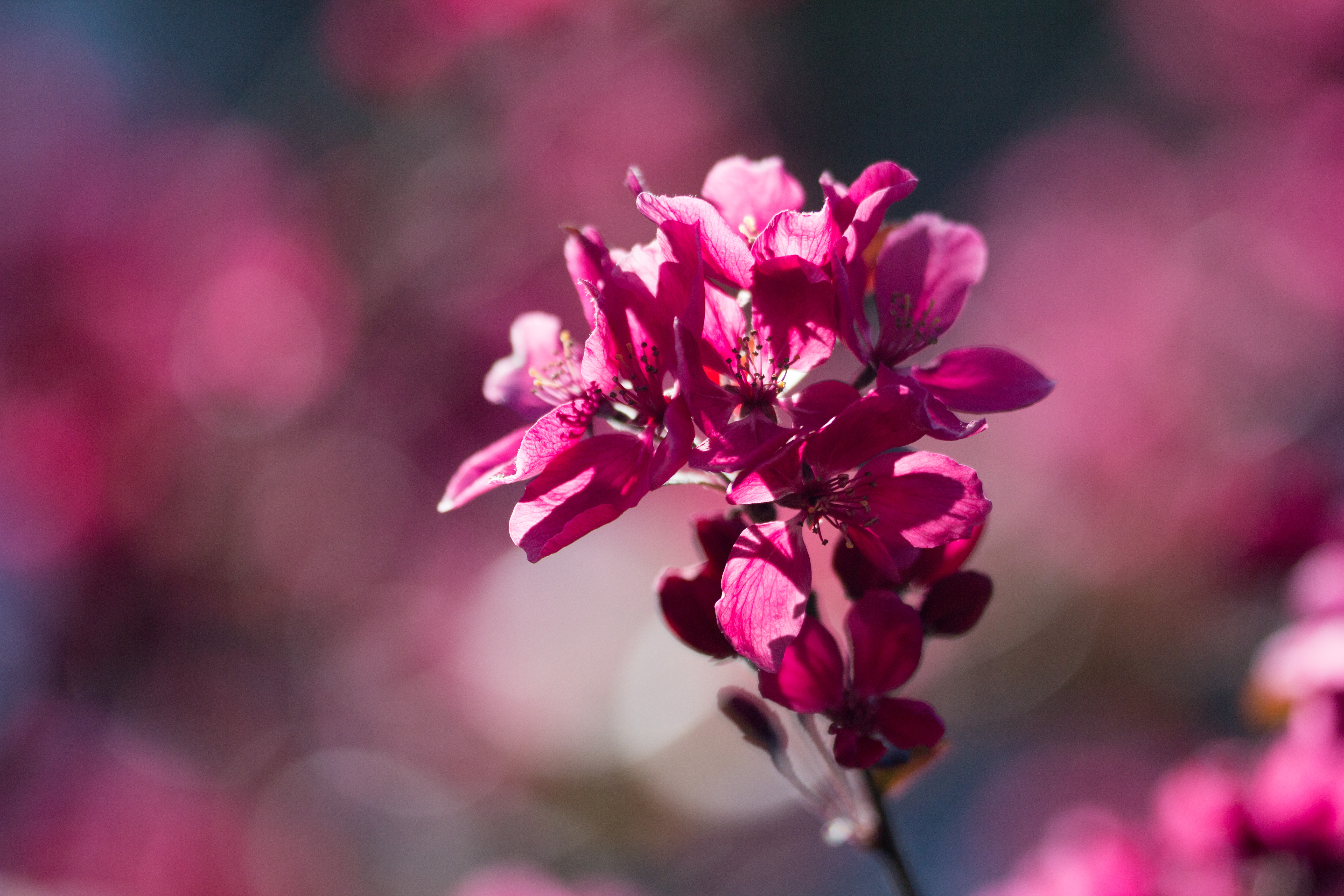 PCデスクトップに咲く, 開花, チェリー, フラワーズ, 花, 春画像を無料でダウンロード